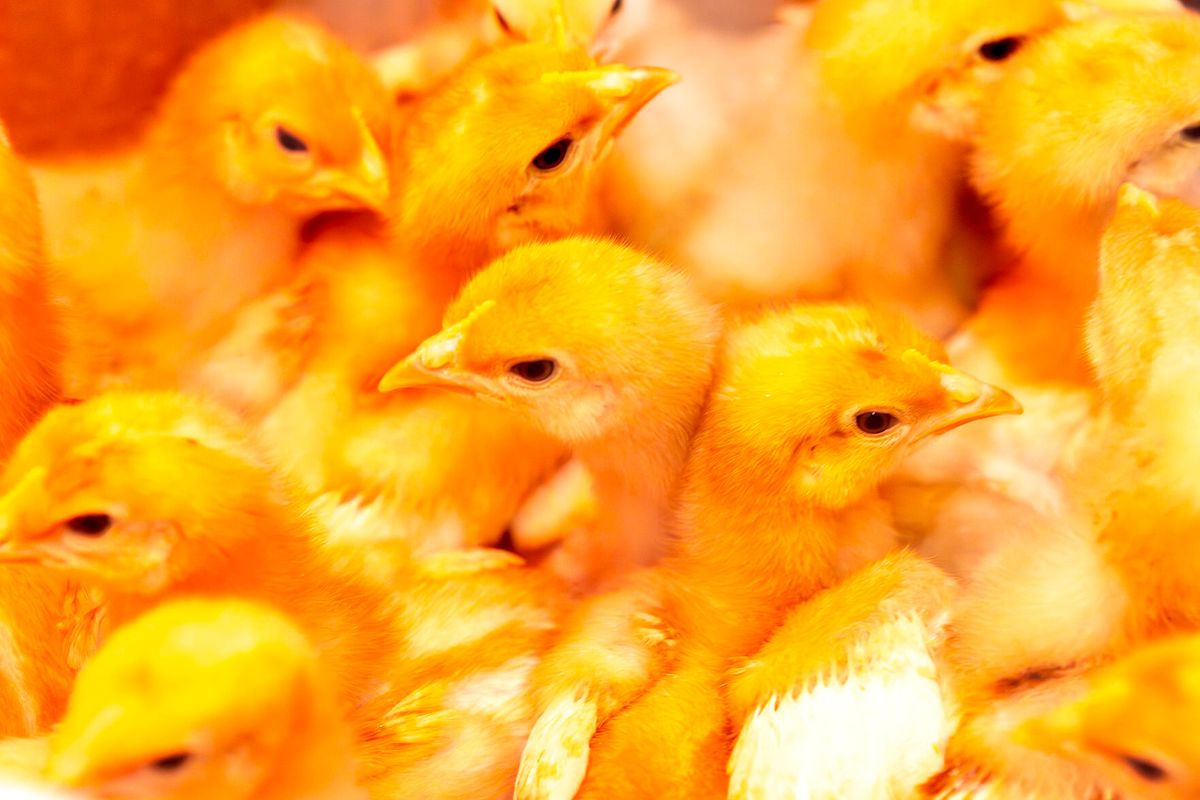 Hundreds of chicks