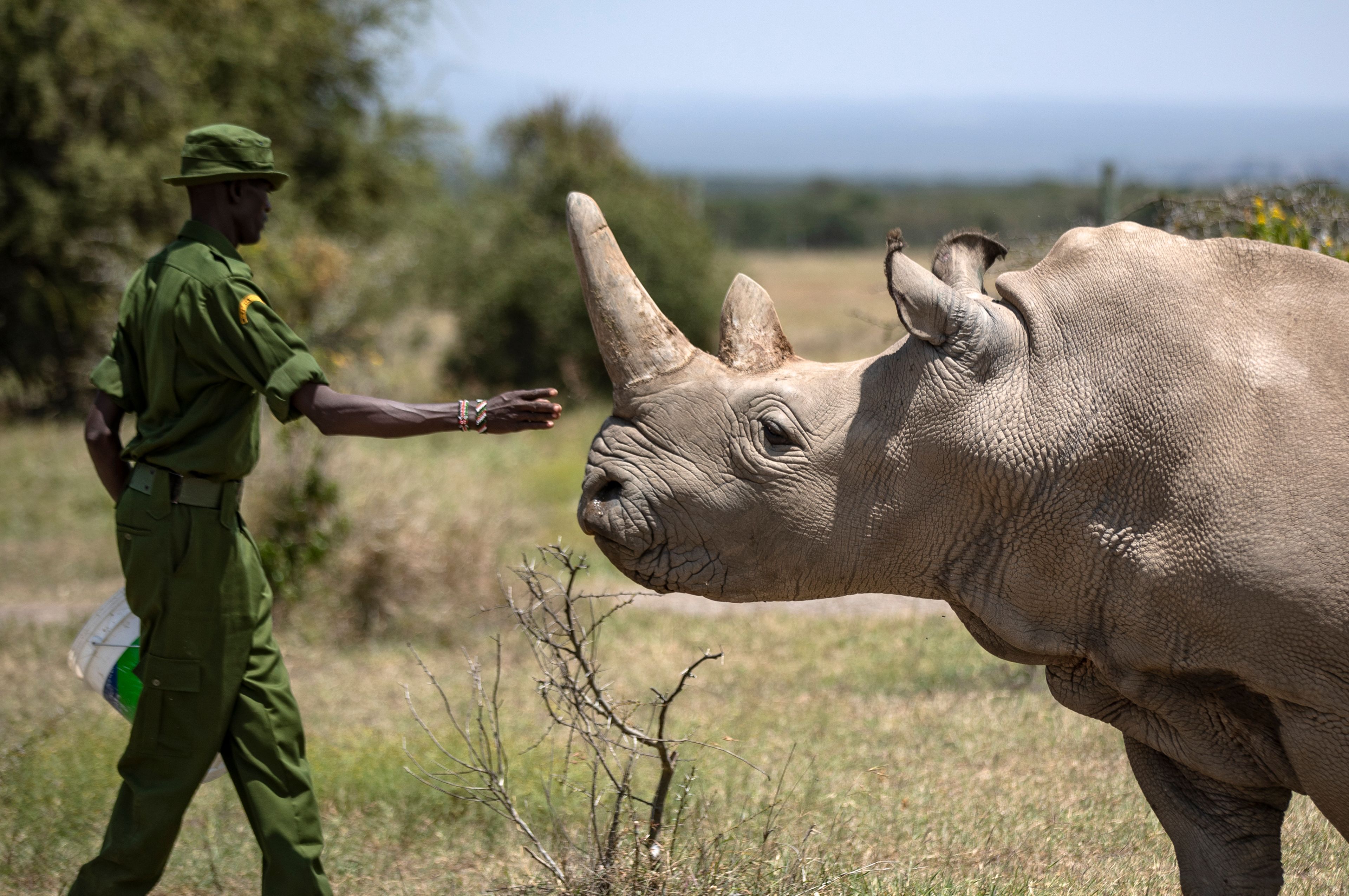 CAPTION CORRECTS INFO - FILE - A ranger reaches out towards female northern white rhino Najin, 30, one of the last two northern white rhinos on the planet, in her enclosure at Ol Pejeta Conservancy in Kenya on Aug. 23, 2019. Najin is incapable of natural reproduction. The last male white rhino, Sudan, was 45 when he was euthanized in 2018 due to age-related complications. In testing with another subspecies, researchers created a southern white rhino embryo in a lab from an egg and sperm that had been previously collected from other rhinos and transferred it into a southern white rhino surrogate mother at the Ol-Pejeta Conservancy in Kenya. The team only learned of the pregnancy after the surrogate mother died of a bacterial infection in November 2023. (AP Photo/Ben Curtis, File)