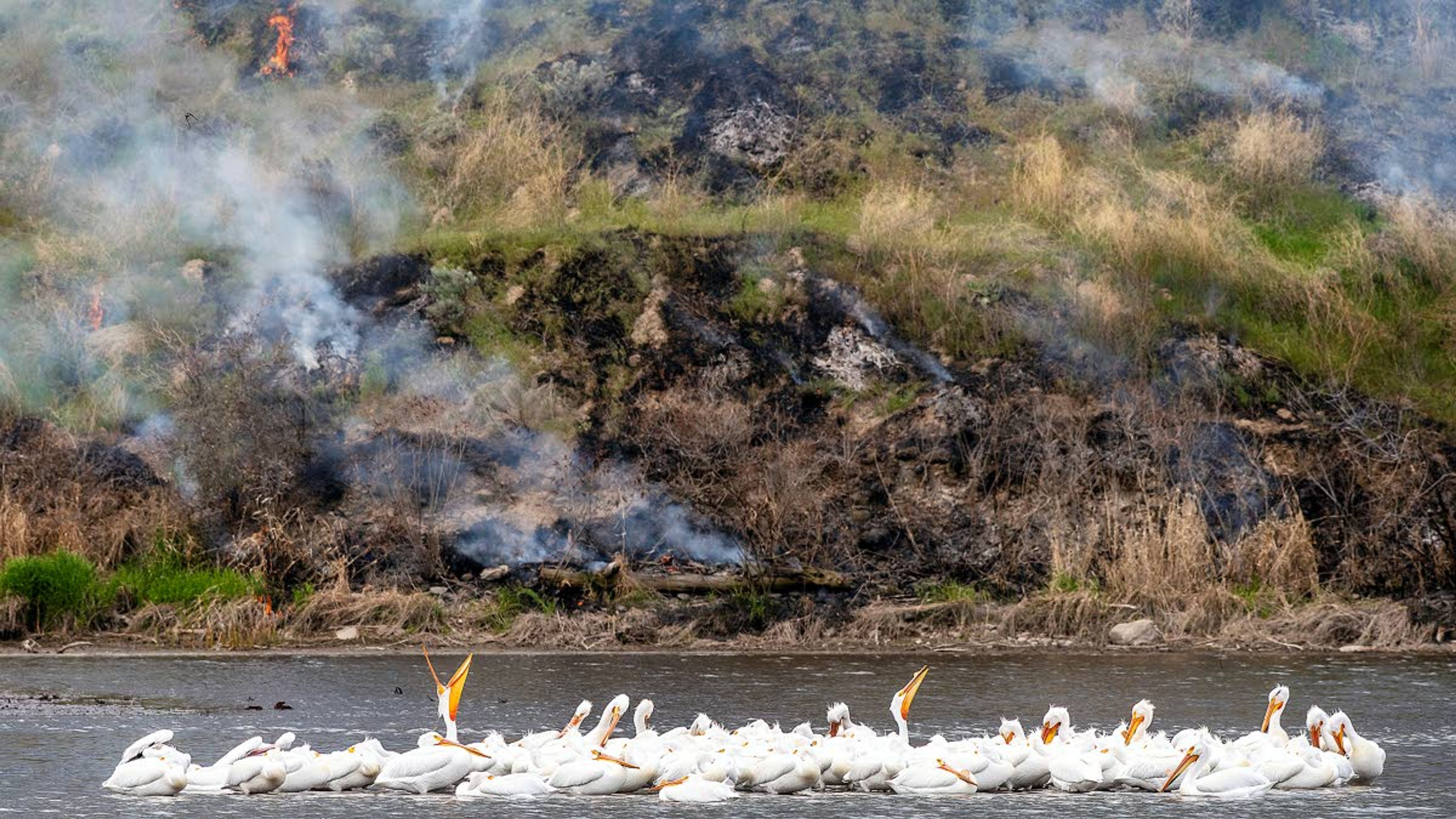 Smoke and flames from a grass fire burning on the north bank of the Snake River don’t much bother a scoop of pelicans spending their Wednesday afternoon wading in the waters west of Chief Timothy Park. Crews from the Asotin County Fire District responded to the fire Wednesday about 8 miles west of Clarkston near the park and Westlake Drive. Fire Chief Noel Hardin said the fire was likely caused by a downed power line, and Avista crews also responded to the scene. The fire consumed less than an acre and was knocked down in about two hours. Although brush fires are uncommon this time of year, Hardin said a breeze was blowing off the river, and the flames hit pockets of dry grass on a steep hillside.