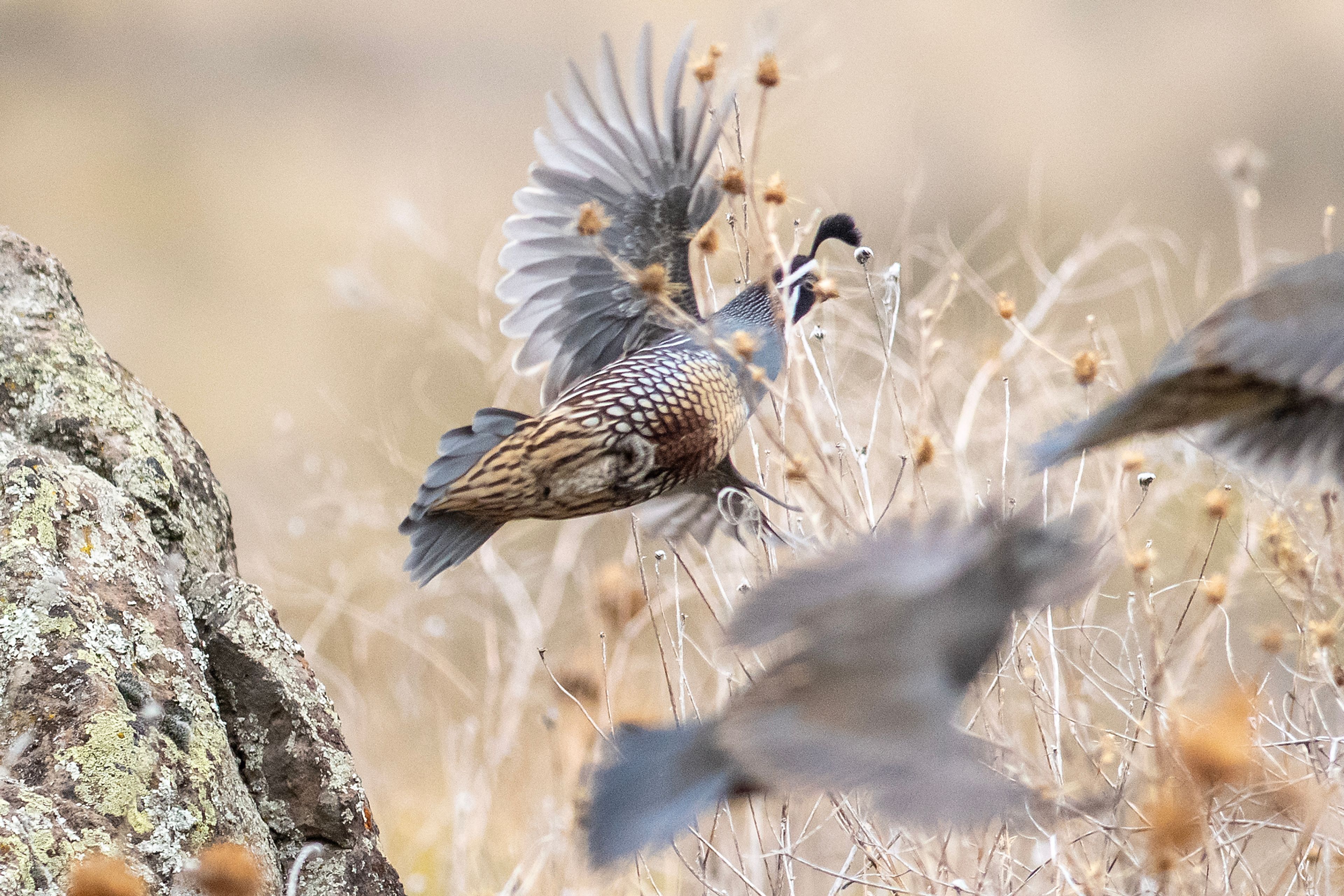 Quails fly across the grasses at the Lewiston Golf and Country Club Thursday in Lewiston.,