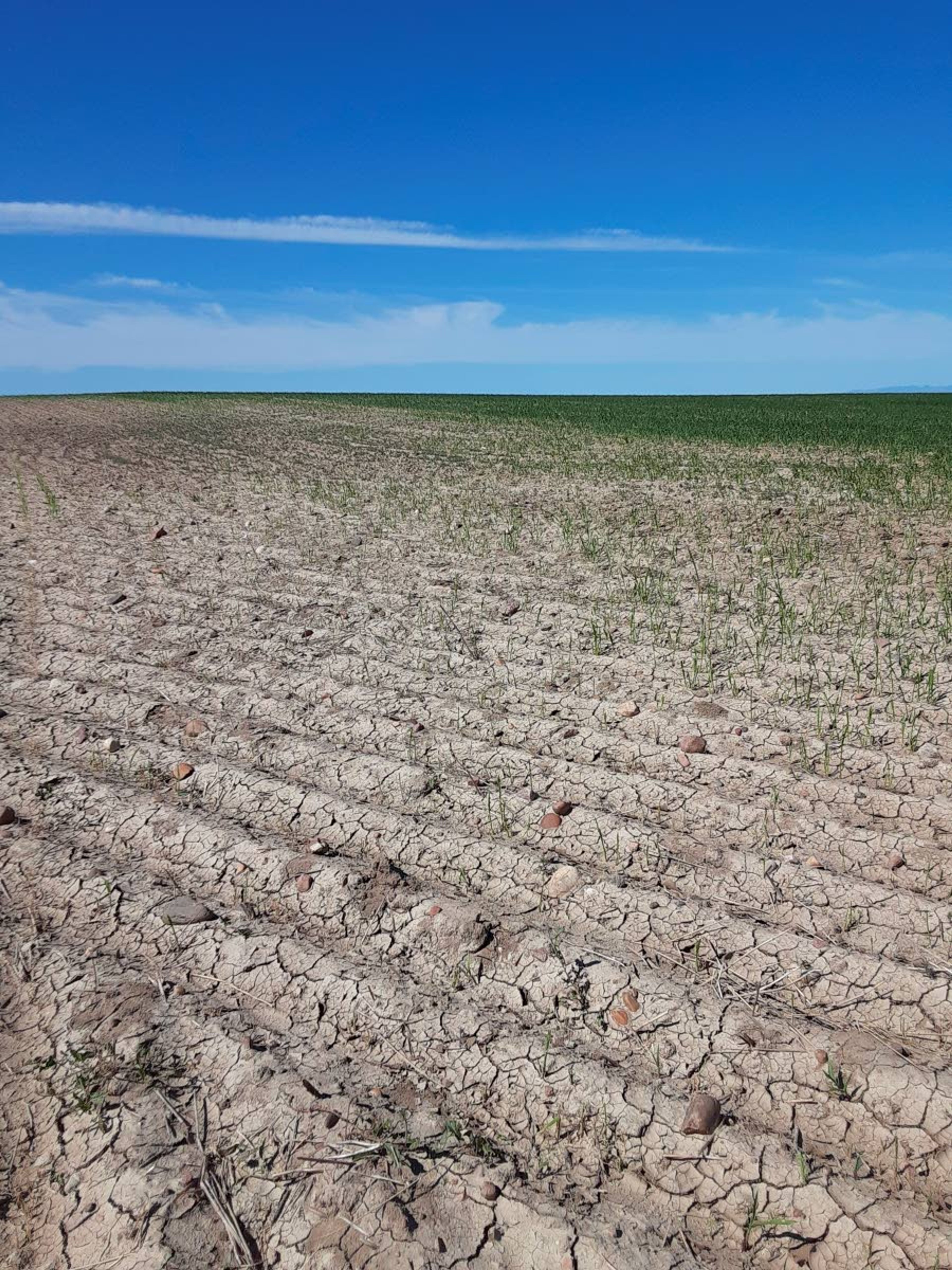 This photo provided by the Phillips County Extension Agency shows a wheat field damaged by grasshoppers on June 18 near Malta, Mont. A drought that covers most of the state made 2021 the fourth driest year on record for Montana.