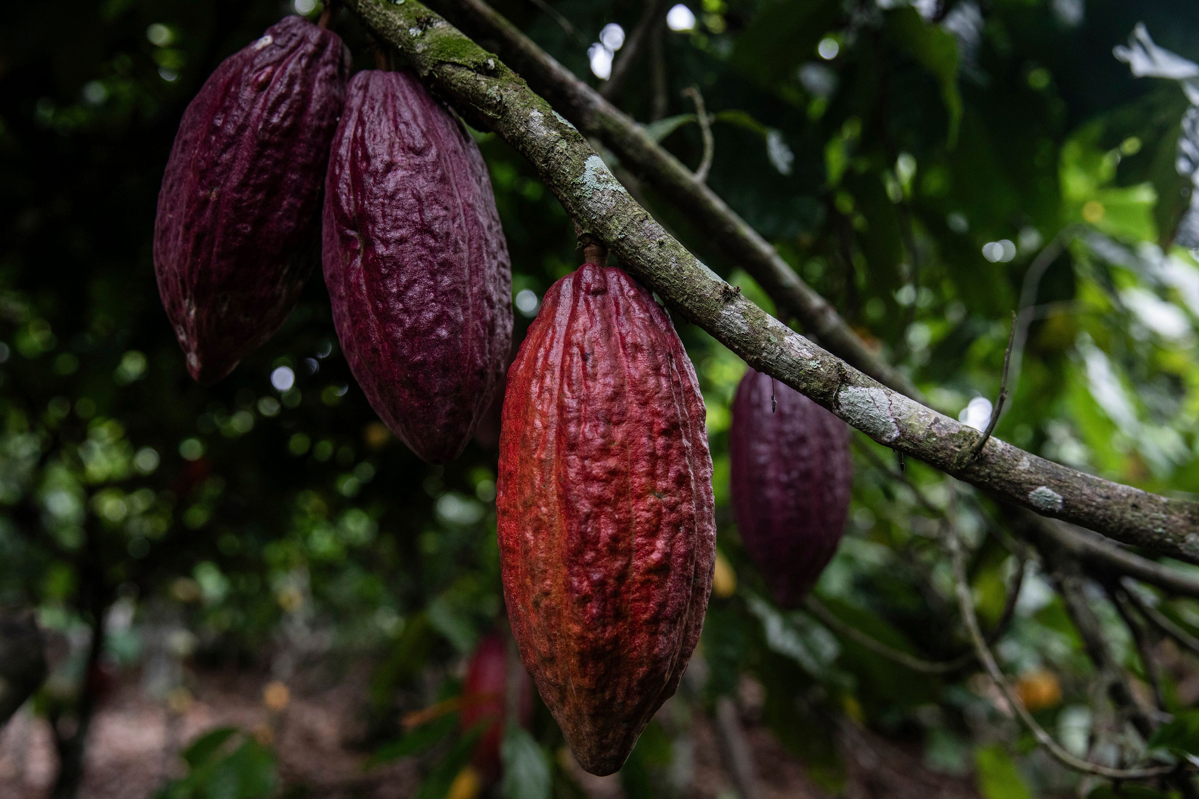 Cocoa pods hang on a tree in Divo, West-Central Ivory Coast, November 19, 2023. Chocolate may come with a slightly bitter aftertaste this Easter. Shoppers in Europe, the United States and elsewhere are paying more for their traditional candy eggs and bunnies as changing climate patterns in West Africa take a toll on cocoa supplies and farmers (AP Photo/Sophie Garcia)