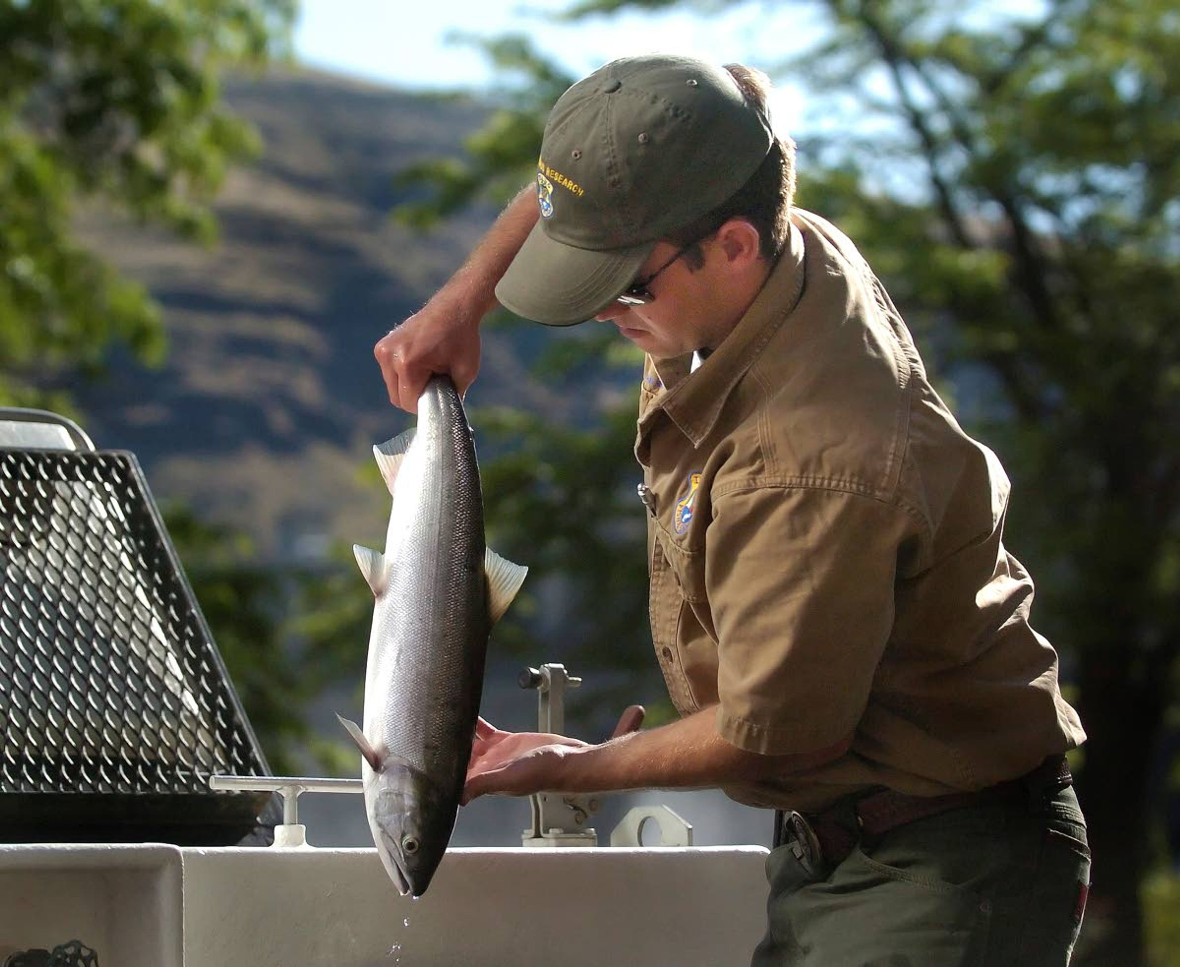 A sockeye salmon is transferred from the fish ladder at Lower Granite Dam to a truck so it can avoid high water temperatures in the lower Snake and Salmon rivers in this 2010 photograph.