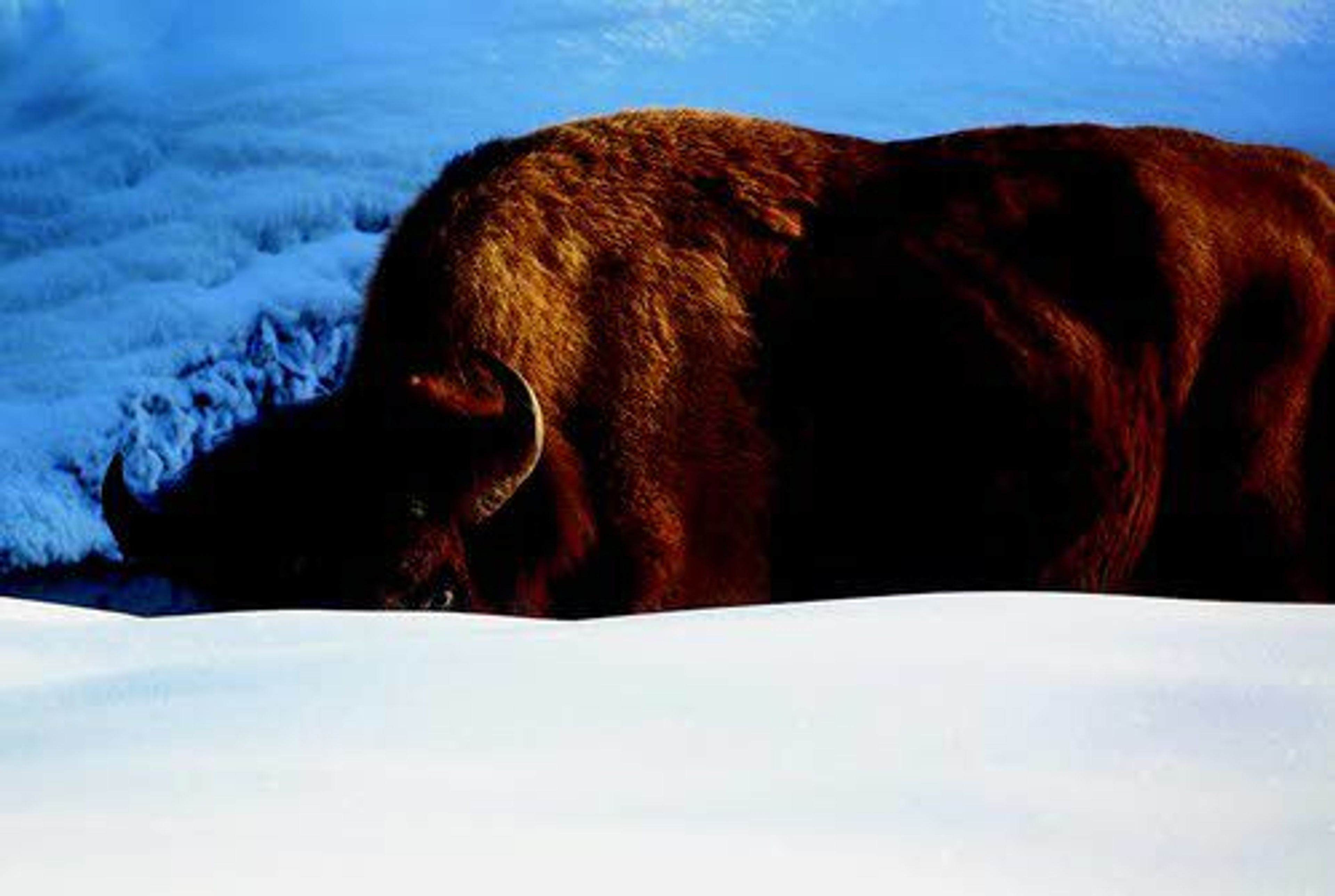 A bison grazes along a frozen riverbed in Lamar Valley in Yellowstone National Park on Feb. 12. Bison that migrate out of the park near Gardiner and West Yellowstone in the winter often become targets of tribal and state hunters.