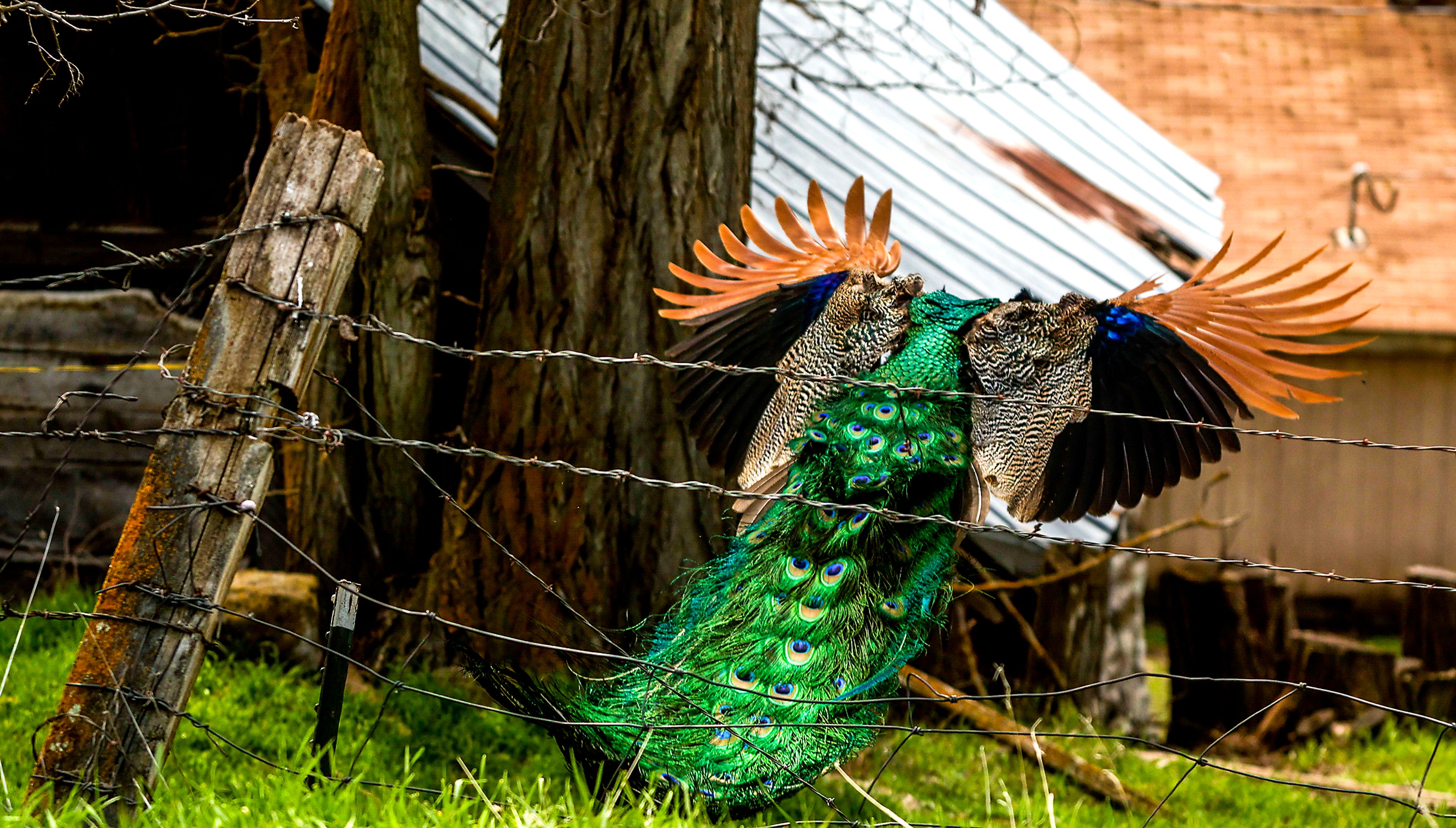 TOP: A peacock flies down from a fence at a residence along Shumaker Road. Numerous peacocks as well as turkeys and longhorn cattle can be spotted along the road. ABOVE: Hills extend out into the distance in the view from the top of Shumaker Road.left: Pete the dog stands near a lilac bush at the campground.