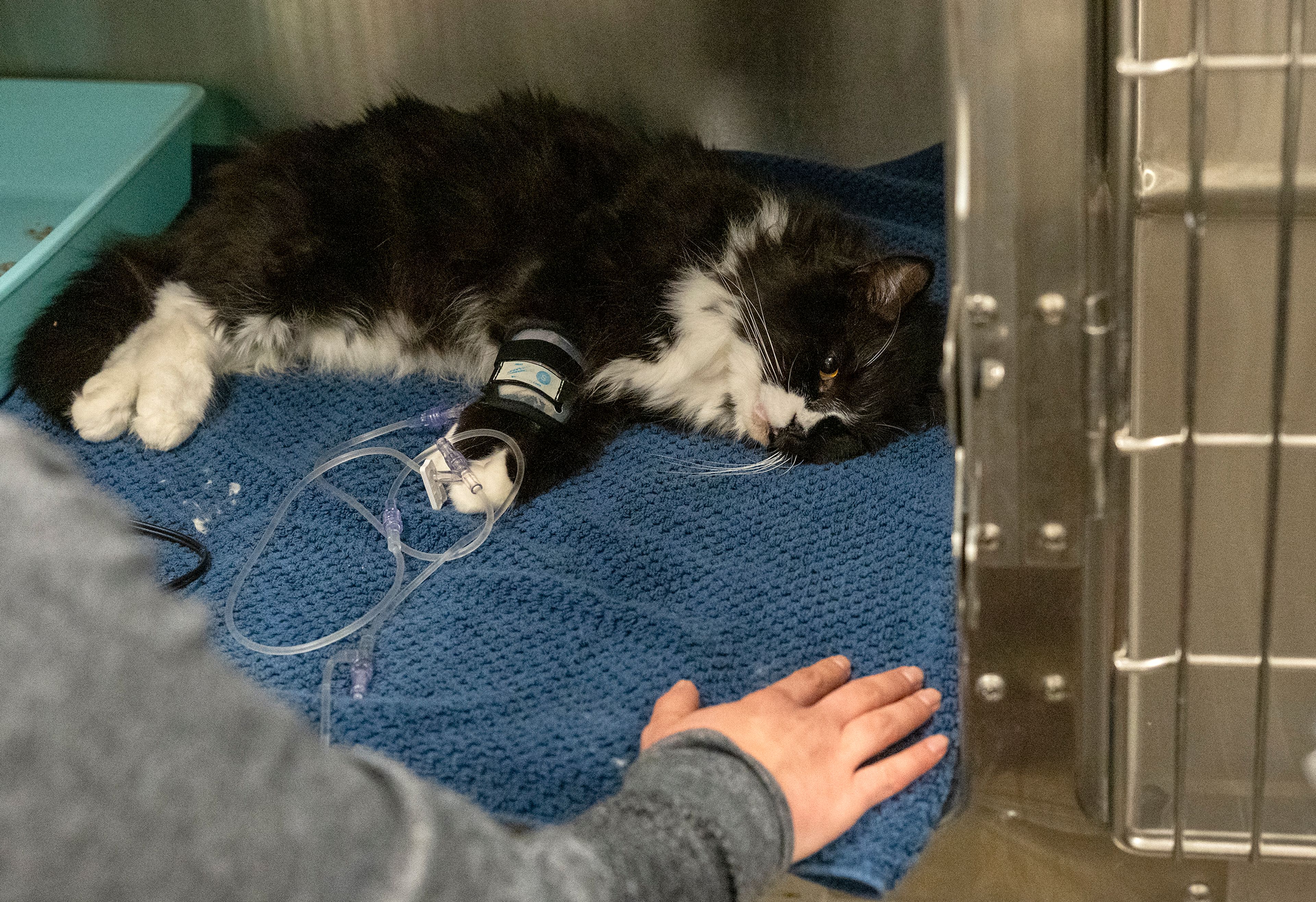 Moscow's animal emergency room