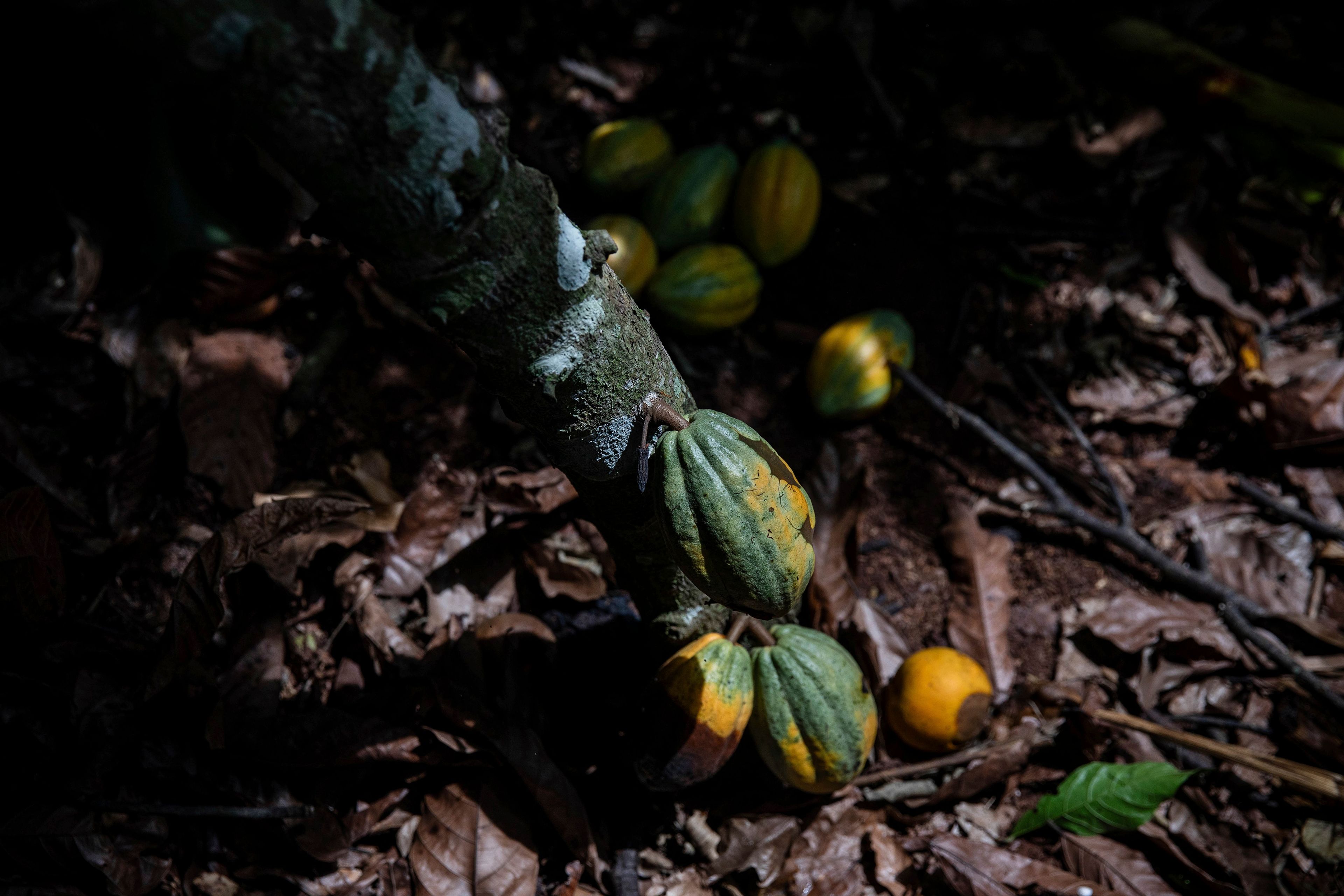 Cocoa pods hang on a tree in Divo, West-Central Ivory Coast, November 19, 2023. Chocolate may come with a slightly bitter aftertaste this Easter. Shoppers in Europe, the United States and elsewhere are paying more for their traditional candy eggs and bunnies as changing climate patterns in West Africa take a toll on cocoa supplies and farmers (AP Photo/Sophie Garcia)