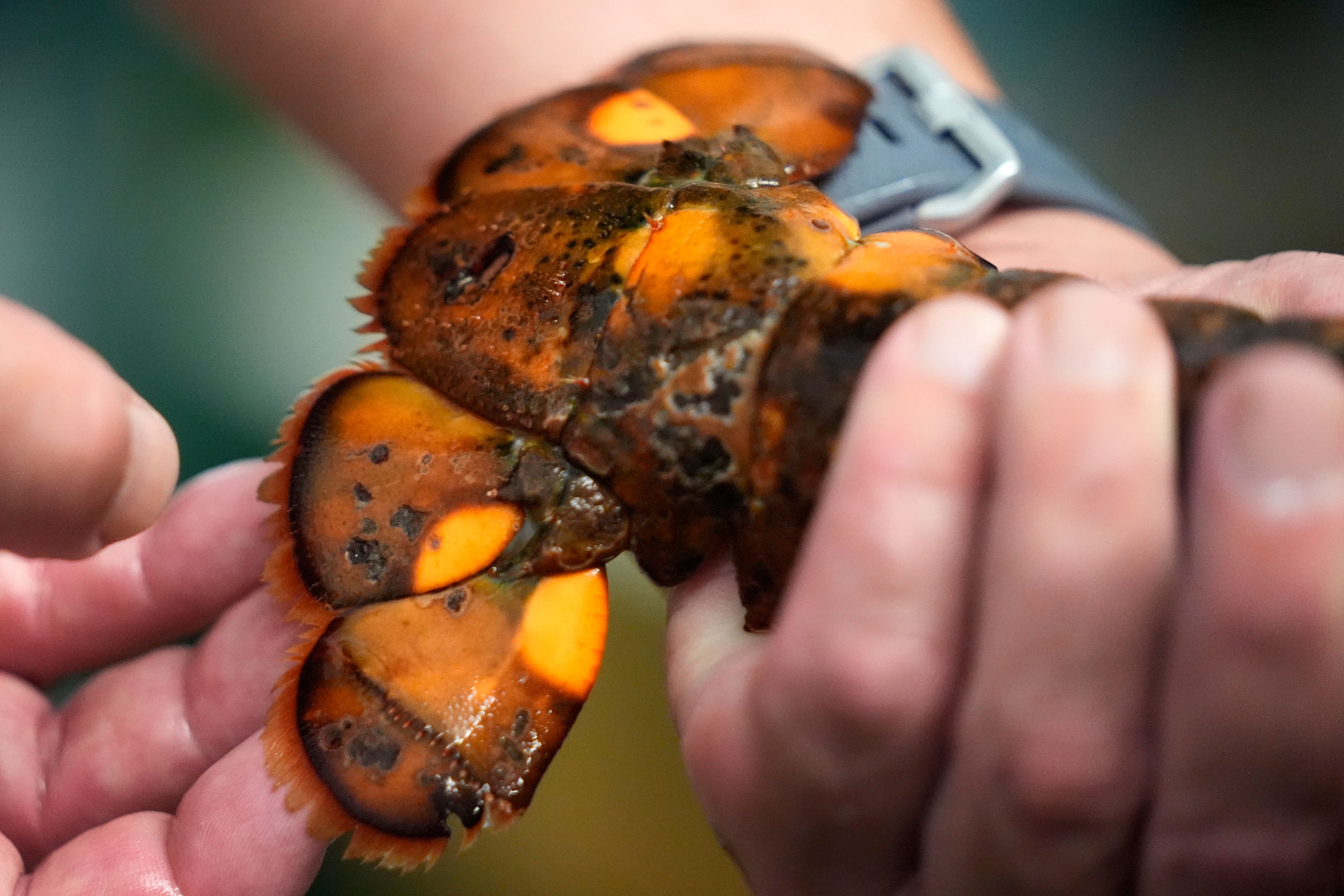 The tail of a calico lobster is inspected the University of New England, Thursday, Sept. 5, 2024, in Biddeford, Maine.