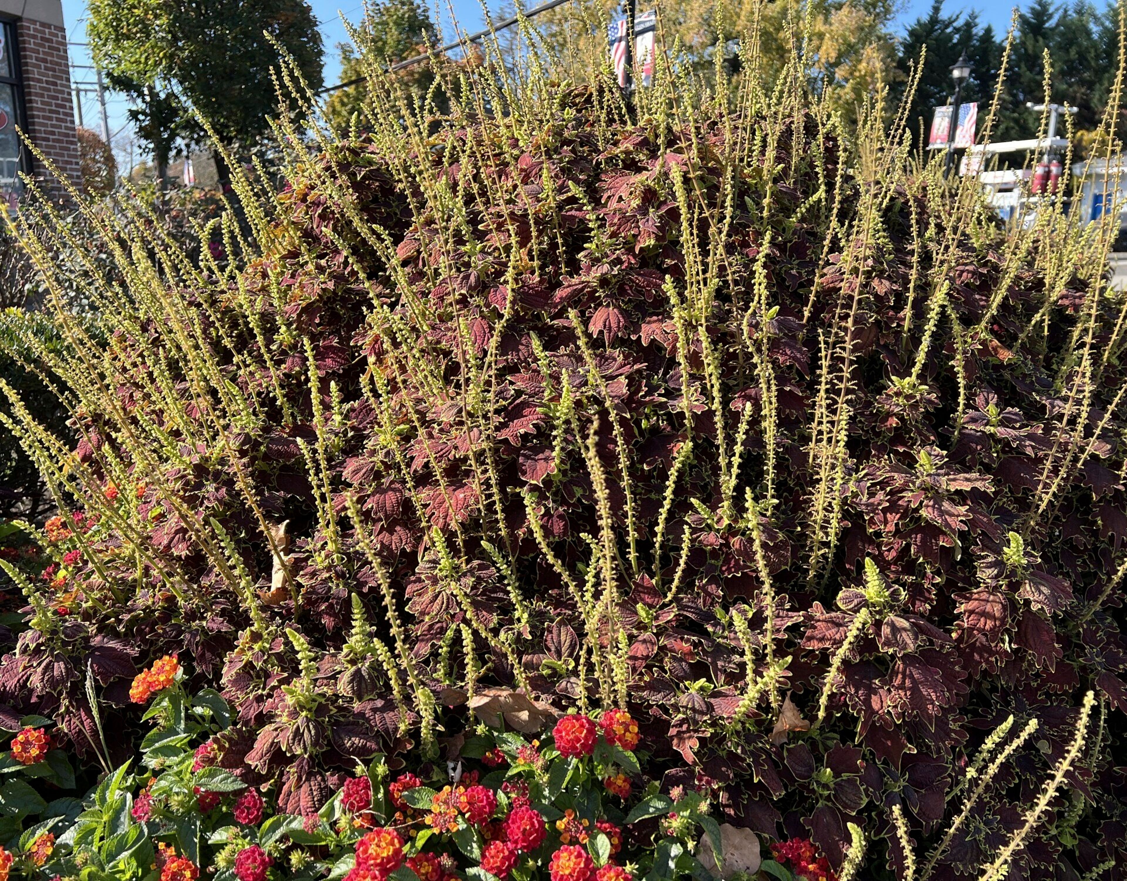 This Nov. 5, 2024, image provided by Jessica Damiano shows the spent, gangly flower spikes of a coleus plant on Long Island, New York. The plant's blooming stage often surprises its gardeners, who typically plant it for its stunning foliage. (Jessica Damiano via AP)