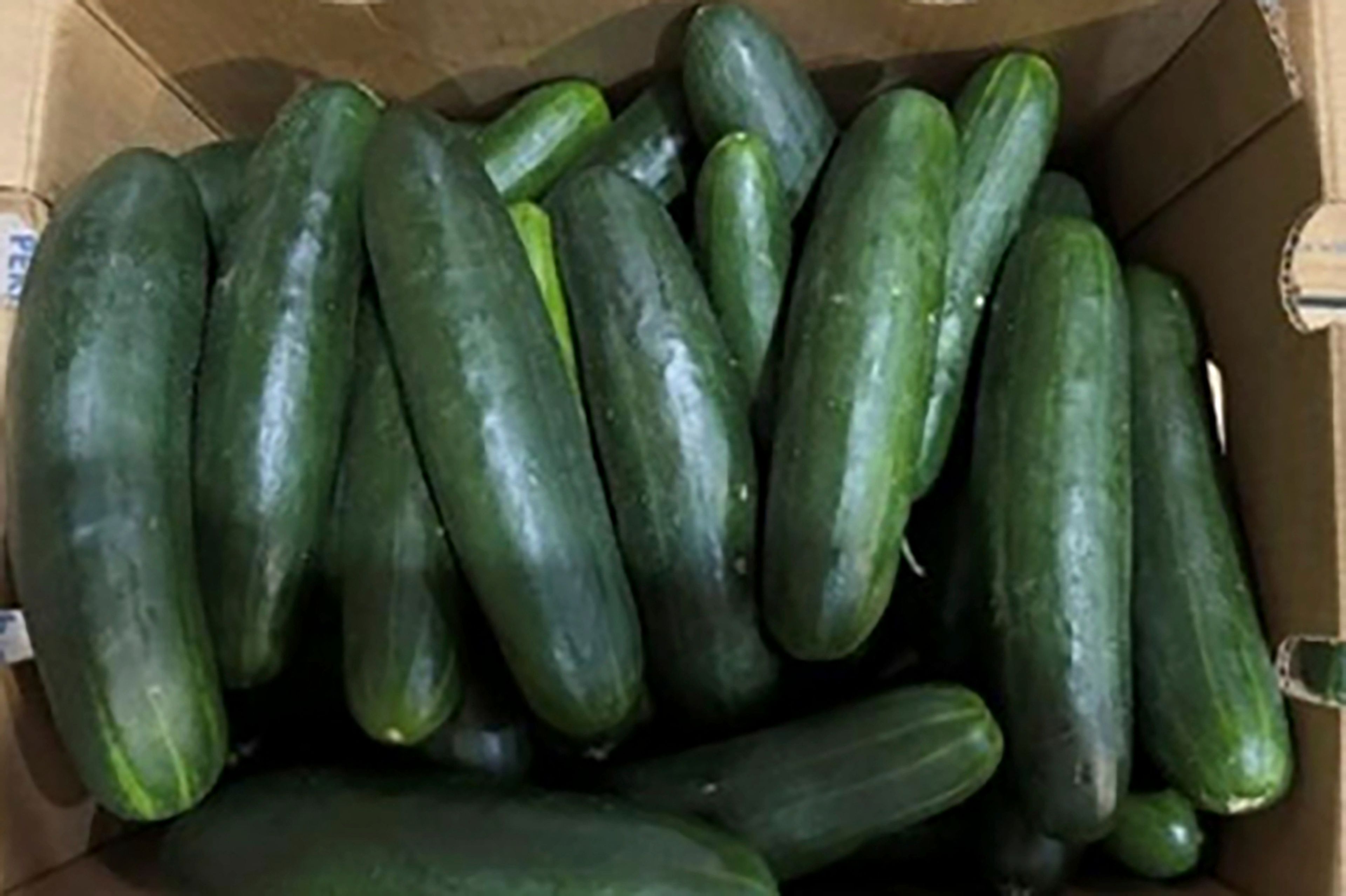 This undated photo provided by the U.S. Food and Drug Administration shows cucumbers recalled for salmonella. Cucumbers contaminated with salmonella bacteria may have sickened and hospitalized dozens of people in at least 25 states, U.S. health officials said Wednesday, June 5, 2024.