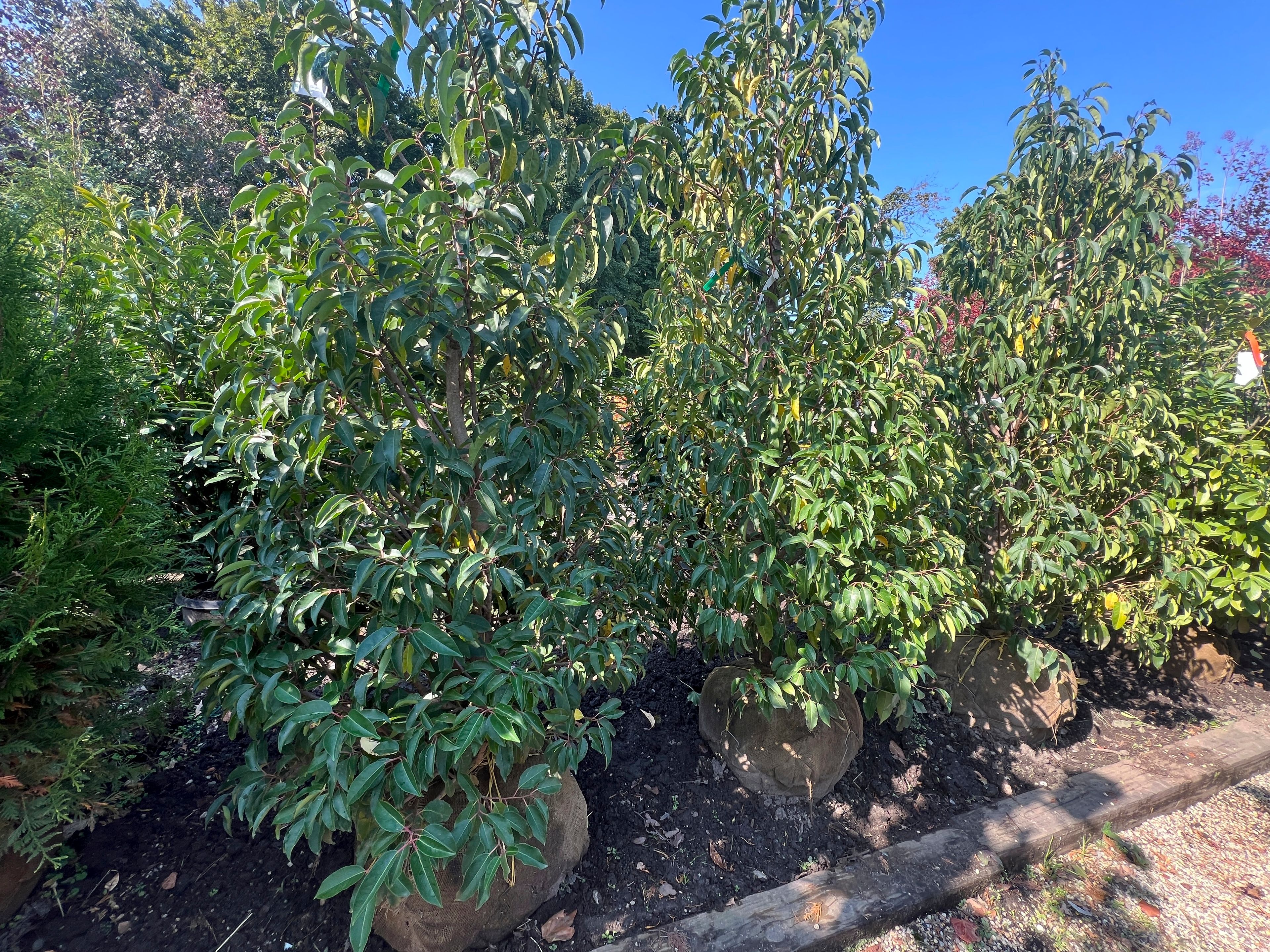 This Oct. 13, 2024 image provided by Jessica Damiano shows a row of balled-and-burlapped Portugal laurel trees on display at Giordano's Garden & Gifts in Sea Cliff, N.Y. (Jessica Damiano via AP)