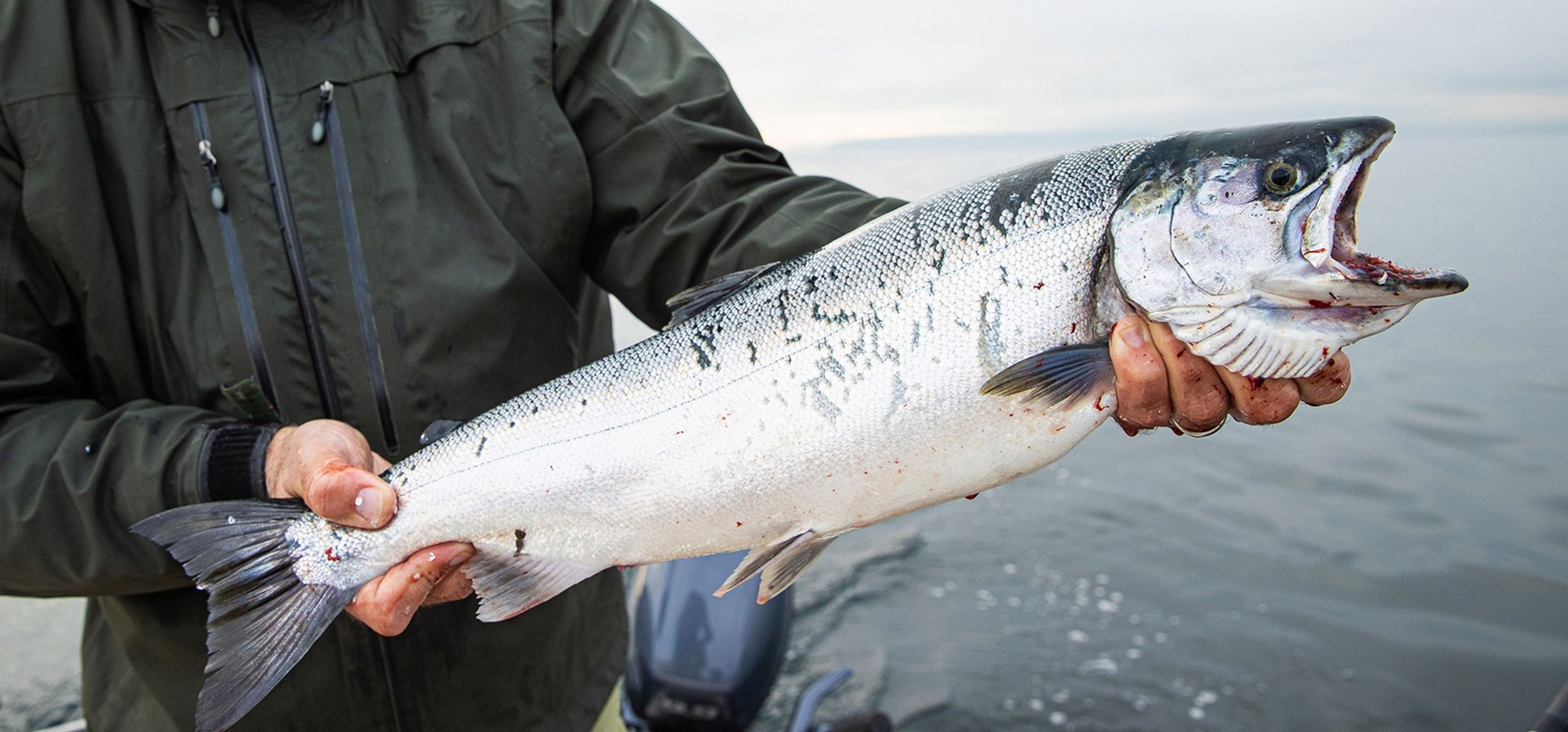 The Lower Elwha Klallam Tribe could see its first fishery on the river in years.