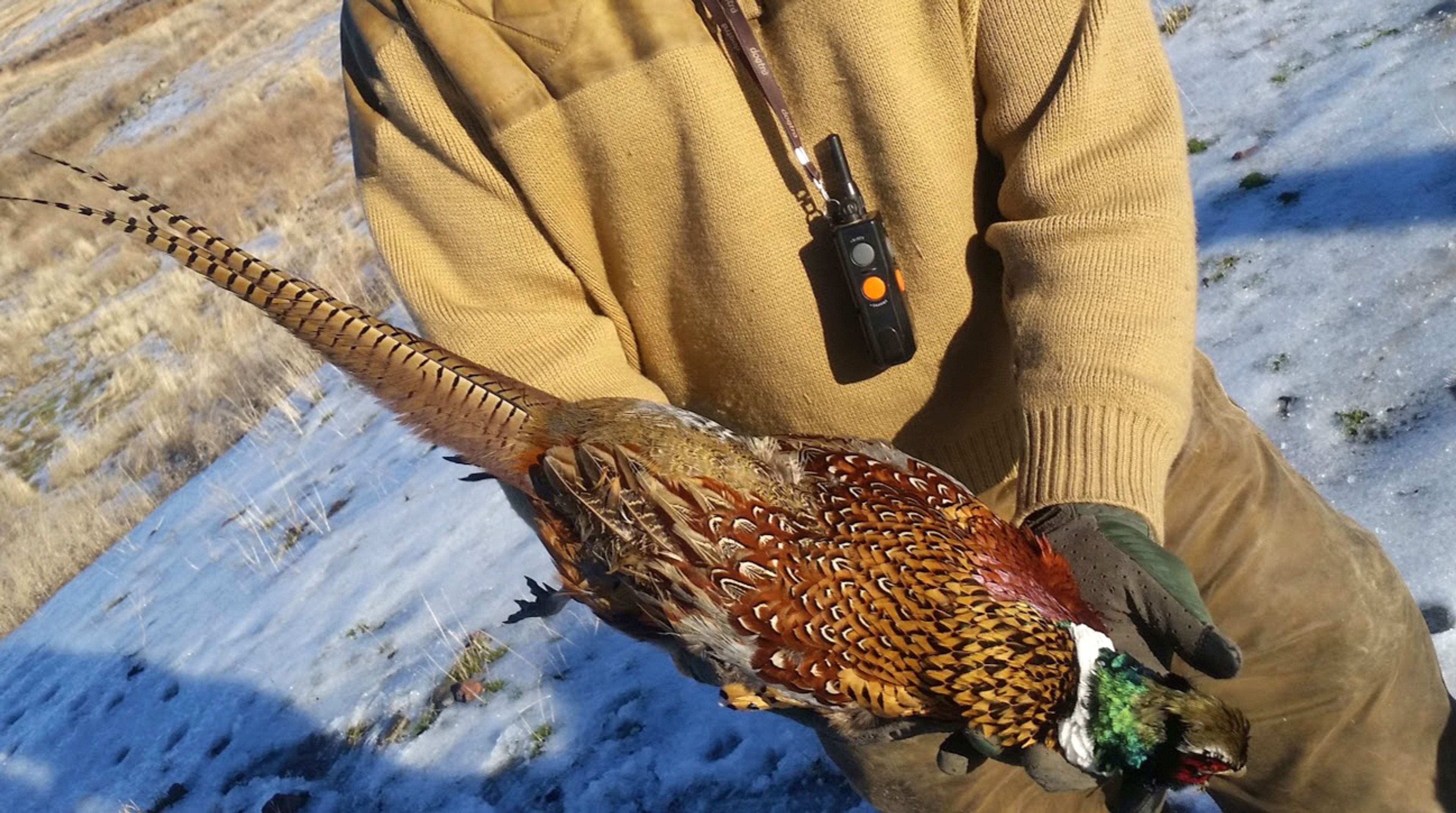 A hunter displays a pheasant.