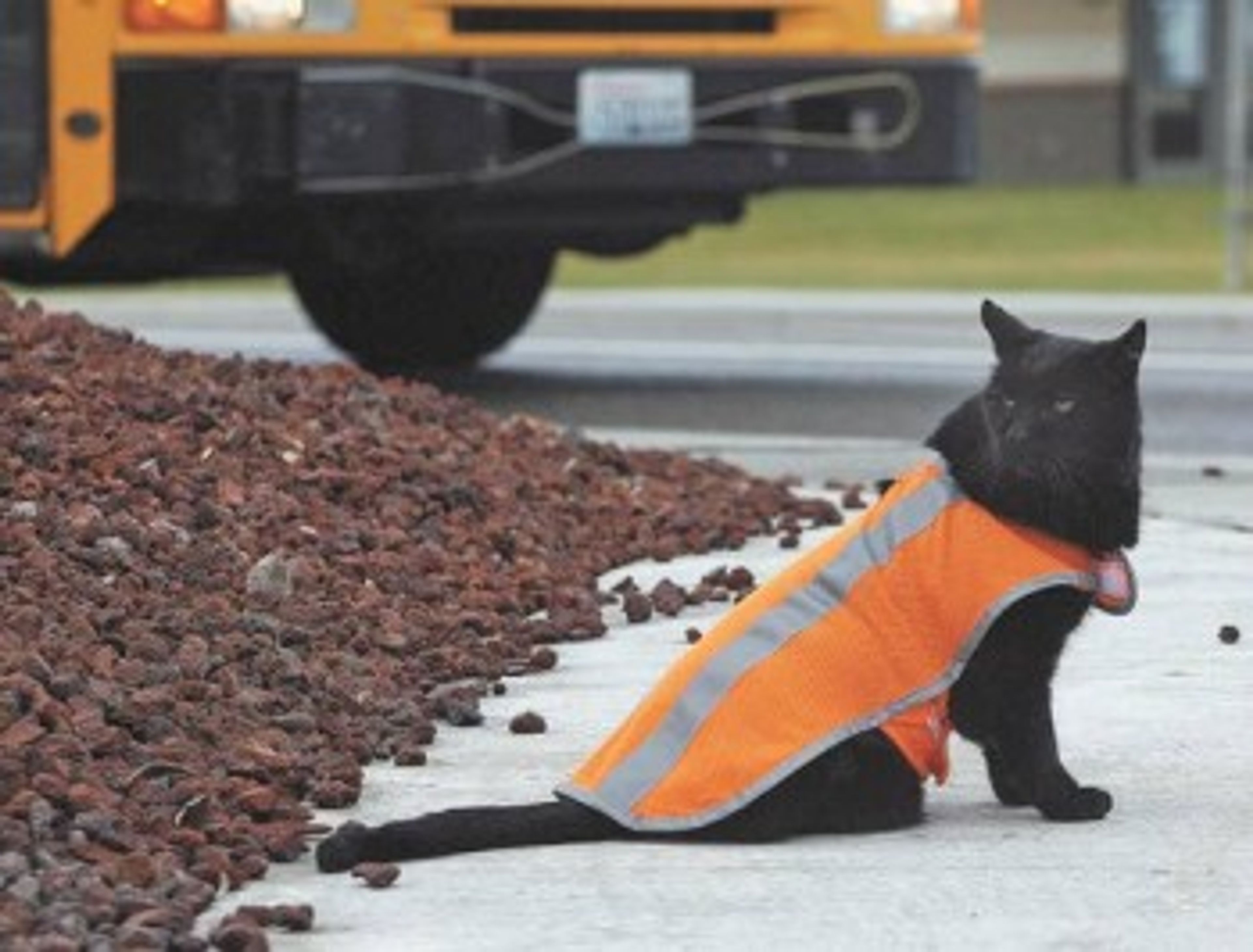 Crossing guard cat watches out for Richland students