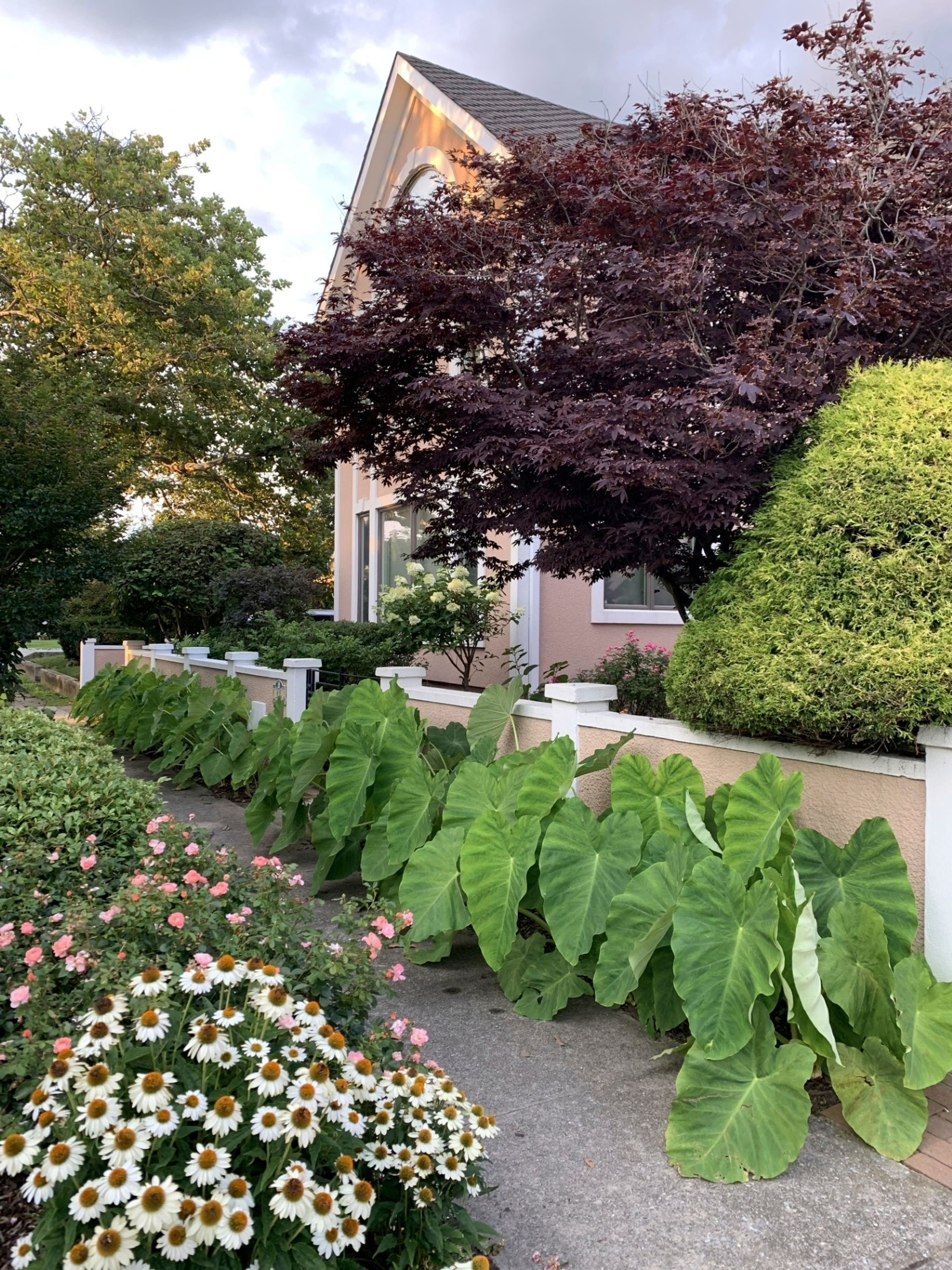 This undated image provided by Beth H. Brenner shows a border of elephant ears outside a home in Atlantic Beach, N.Y. 