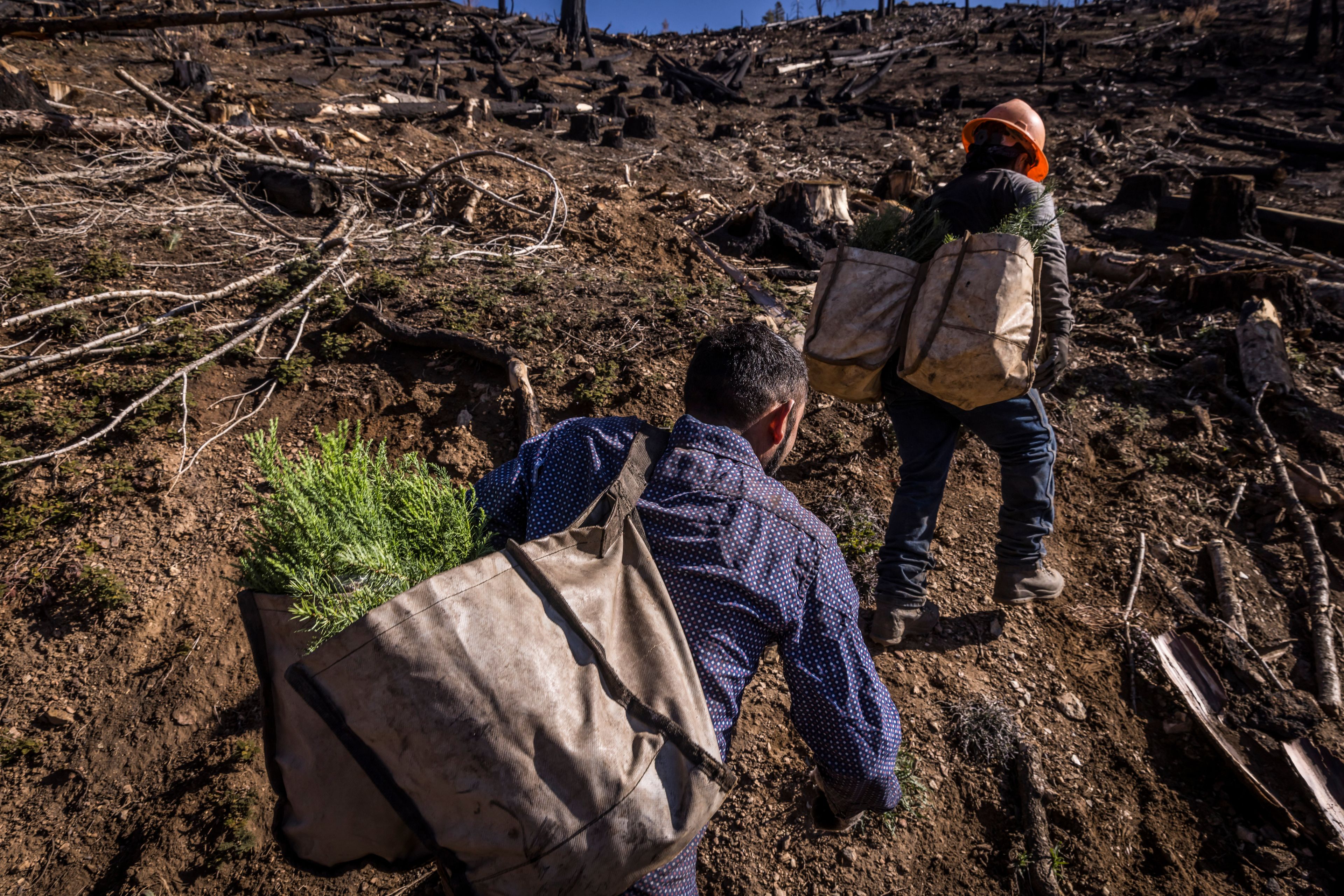 FILE - Contract workers hired by the State of California carry giant sequoia seedlings to be planted on a hillside in Mountain Home State Demonstration Forest outside Springville, Calif., on April 26, 2022. The Biden administration on Monday, July 25, 2022, said it plans to replant trees on millions of acres of burned and dead woodlands as officials struggle to counter the increasing toll on the nation's forests from wildfires, insects and other manifestations of climate change. (Carlos Avila Gonzalez/San Francisco Chronicle via AP, File)