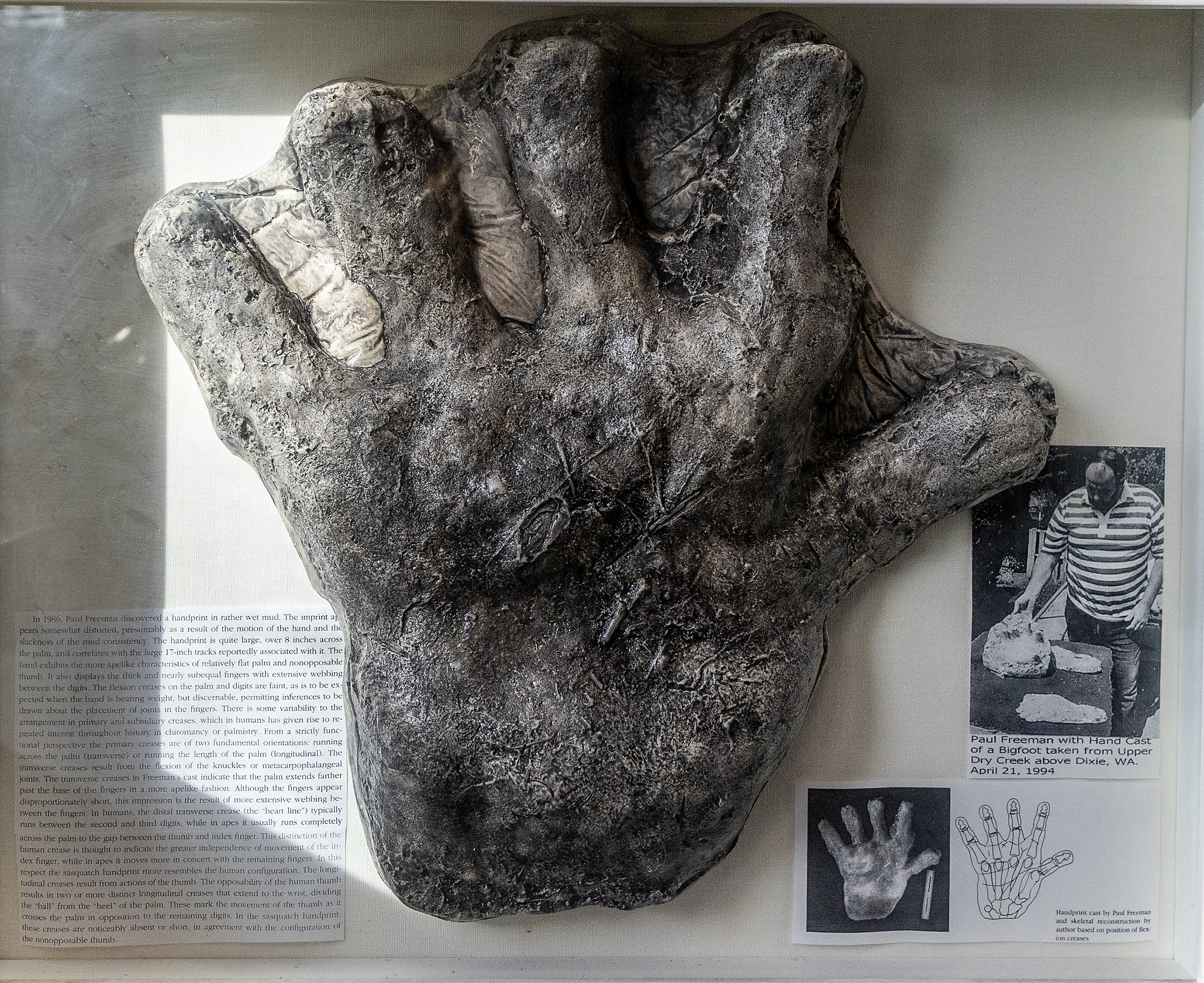 FaB Phantasmal Footsteps RF MON 1枚 Moscow man sells Bigfoot collection to museum