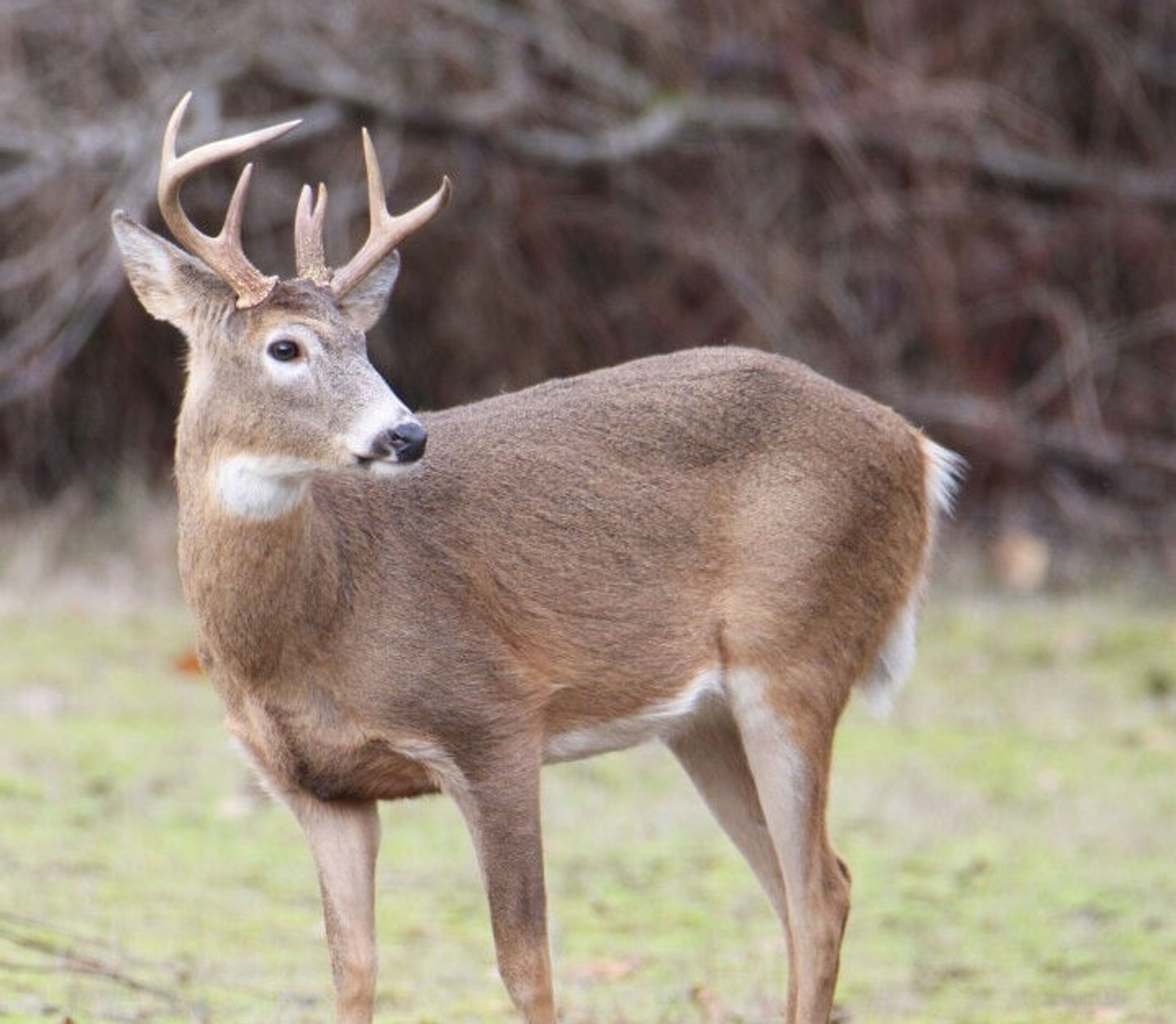 EHD, bluetongue reported in deer in eastern Washington