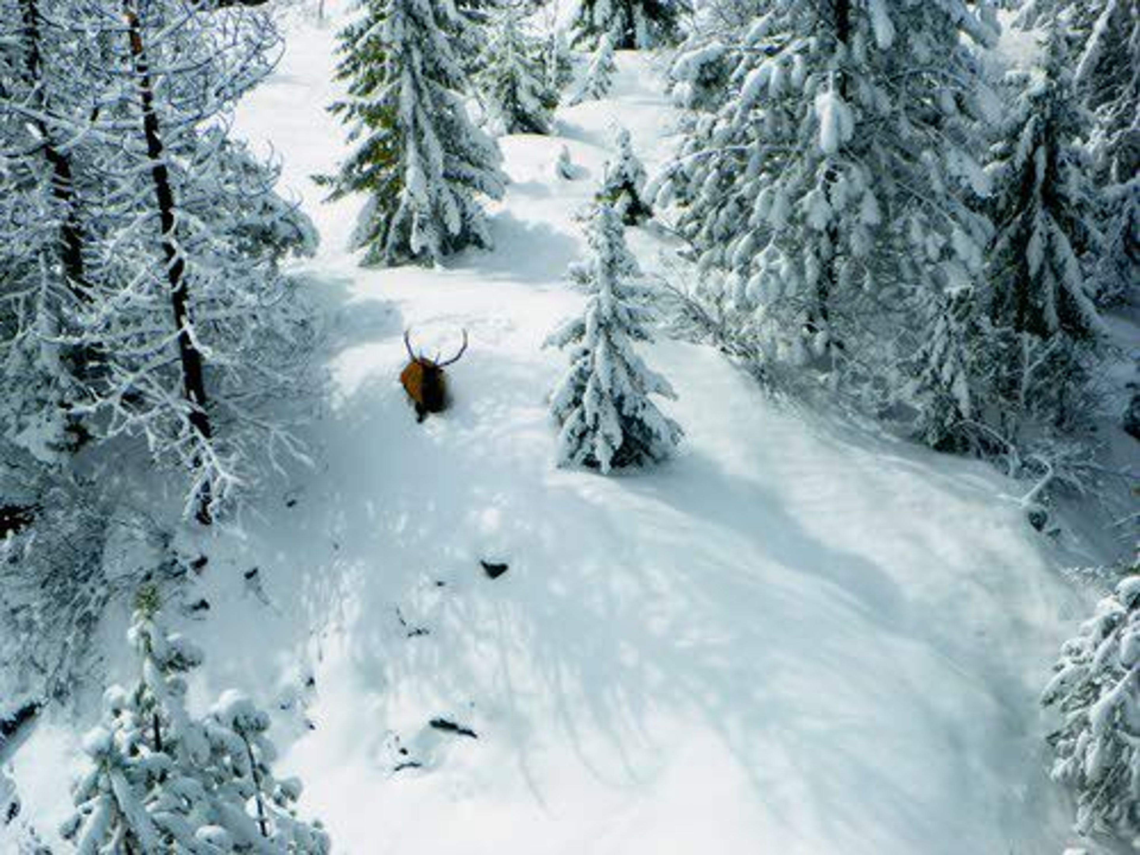 In this aerial photo taken during the recent survey of elk herds in the Lolo Zone, a bull rests in deep snow.