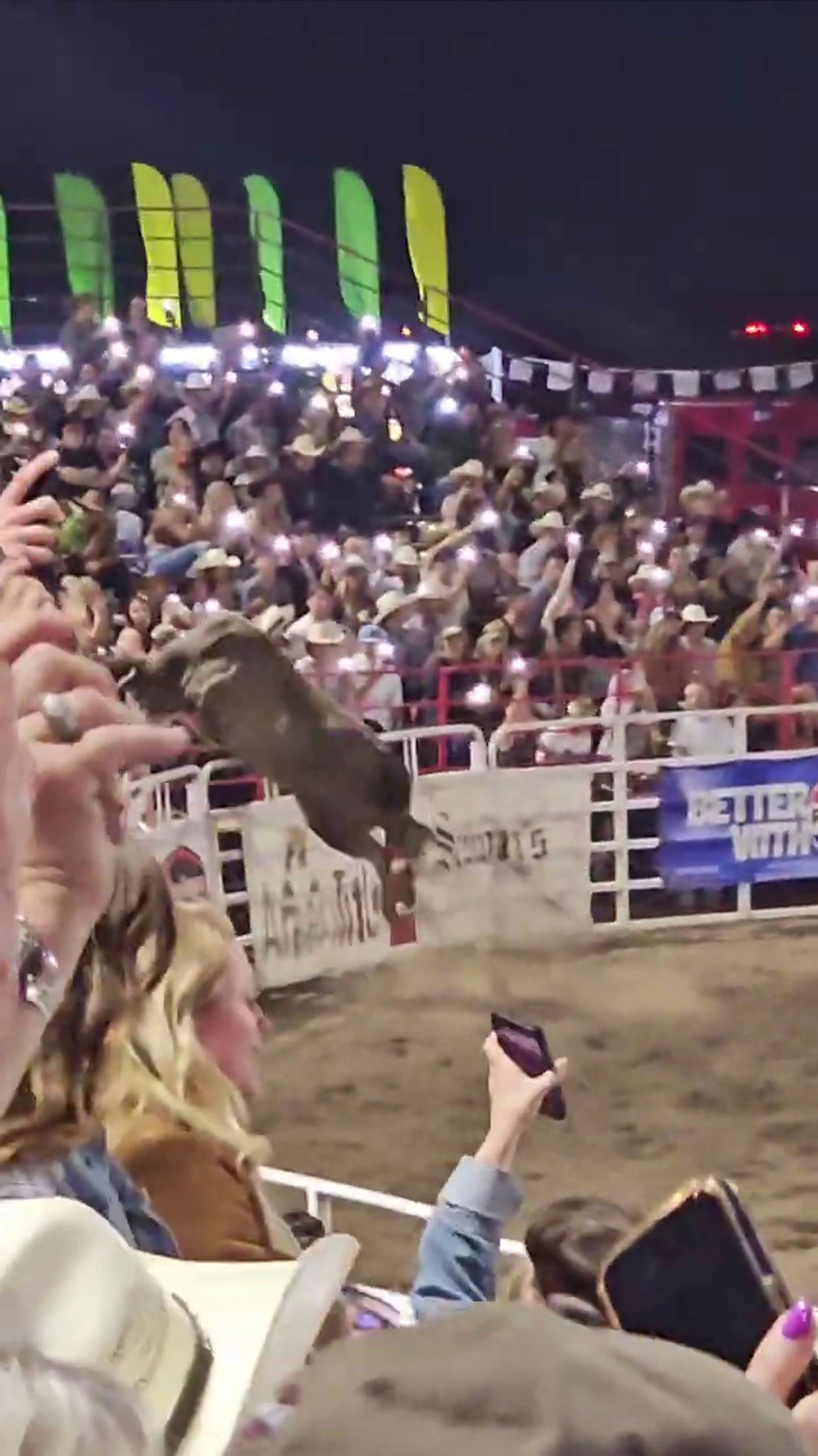 This image taken from video shows a rodeo bull hopping a fence during the 84th Sisters Rodeo on Saturday, June 8, 2024, in Sisters, Ore. The bull ran through a concession area into a parking lot, injuring at least three people before wranglers caught up with it, officials said.