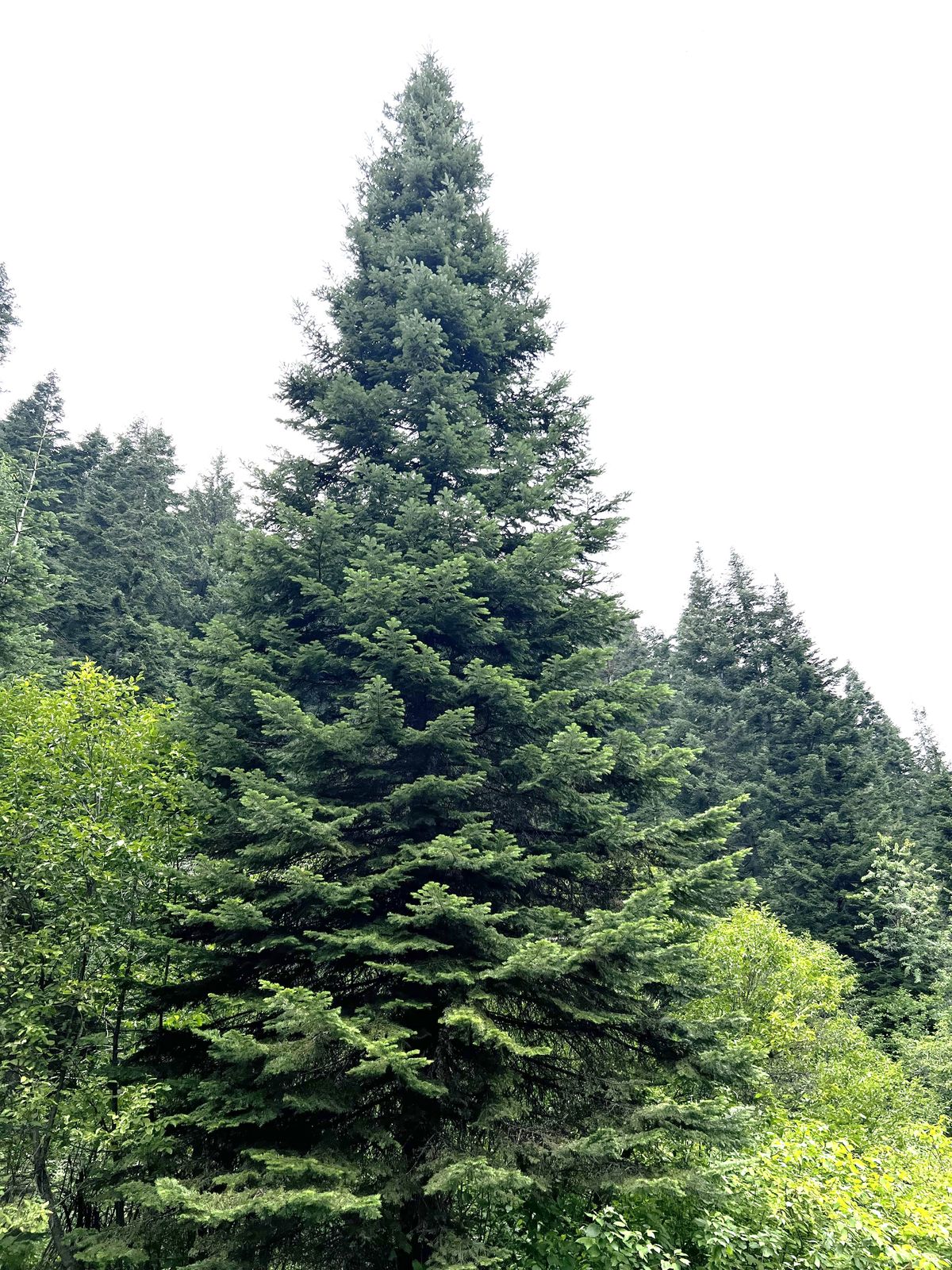 U.S. Christmas tree chosen in Idaho