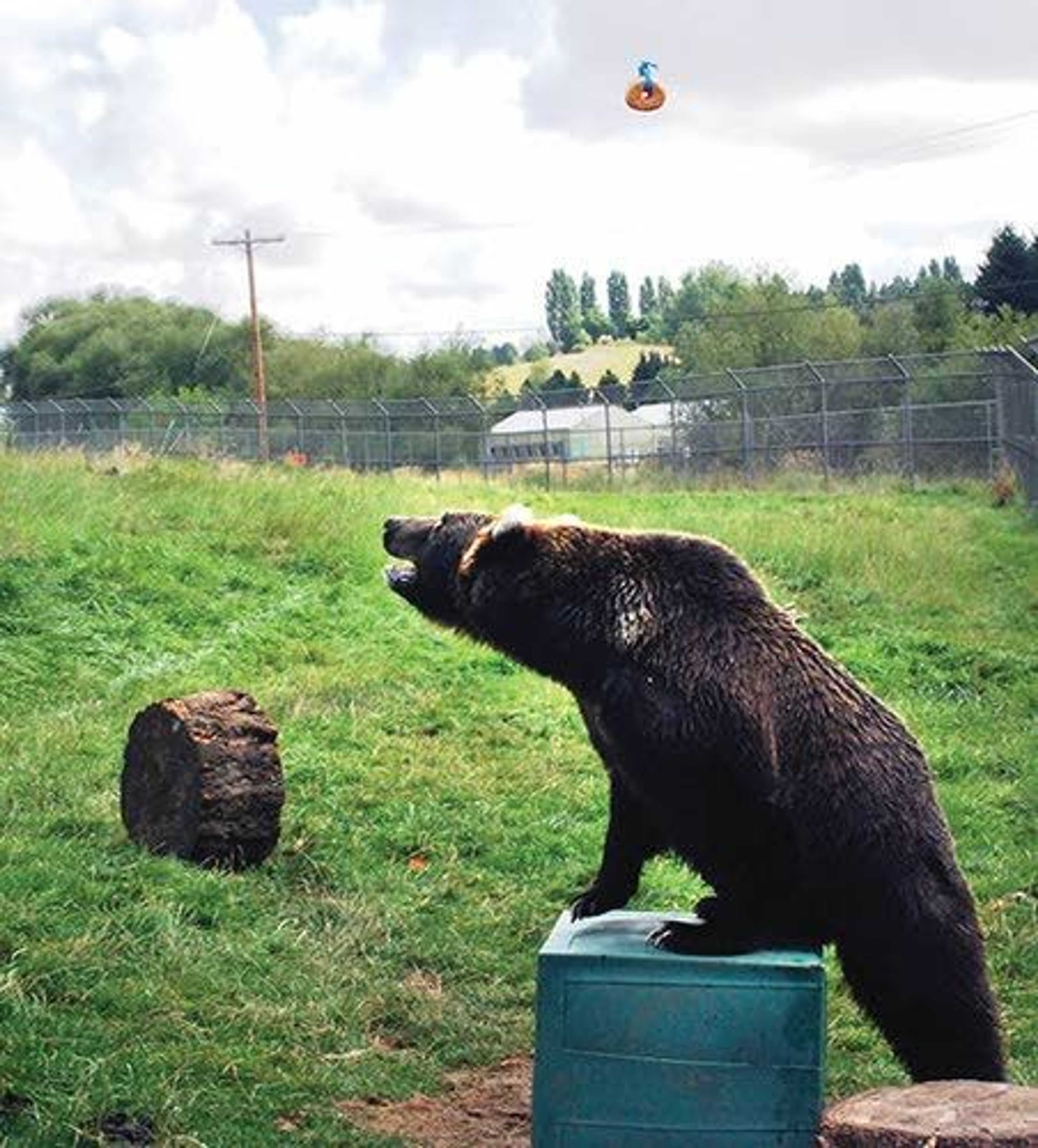 Using her paws, 9-year-old Kio flips a plastic box to position it under the hanging doughnut as a footstool. She has started selecting the box over the tree stump, presumably because it is easier to manipulate.