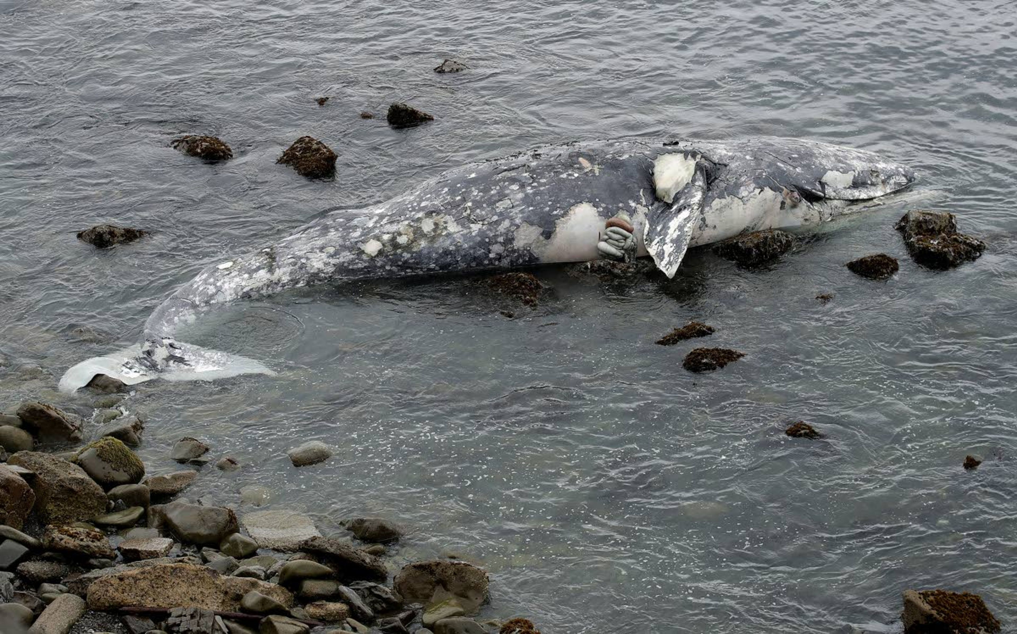 FILE- In this May 15, 2019 file photo, a dead whale lies near shore in Pacifica, Calif. Federal scientists on Friday, May 31 opened an investigation into what is causing a spike in gray whale deaths along the West Coast this year. So far, about 70 whales have stranded on the coasts of Washington, Oregon, Alaska and California, the most since 2000. (AP Photo/Jeff Chiu, File)