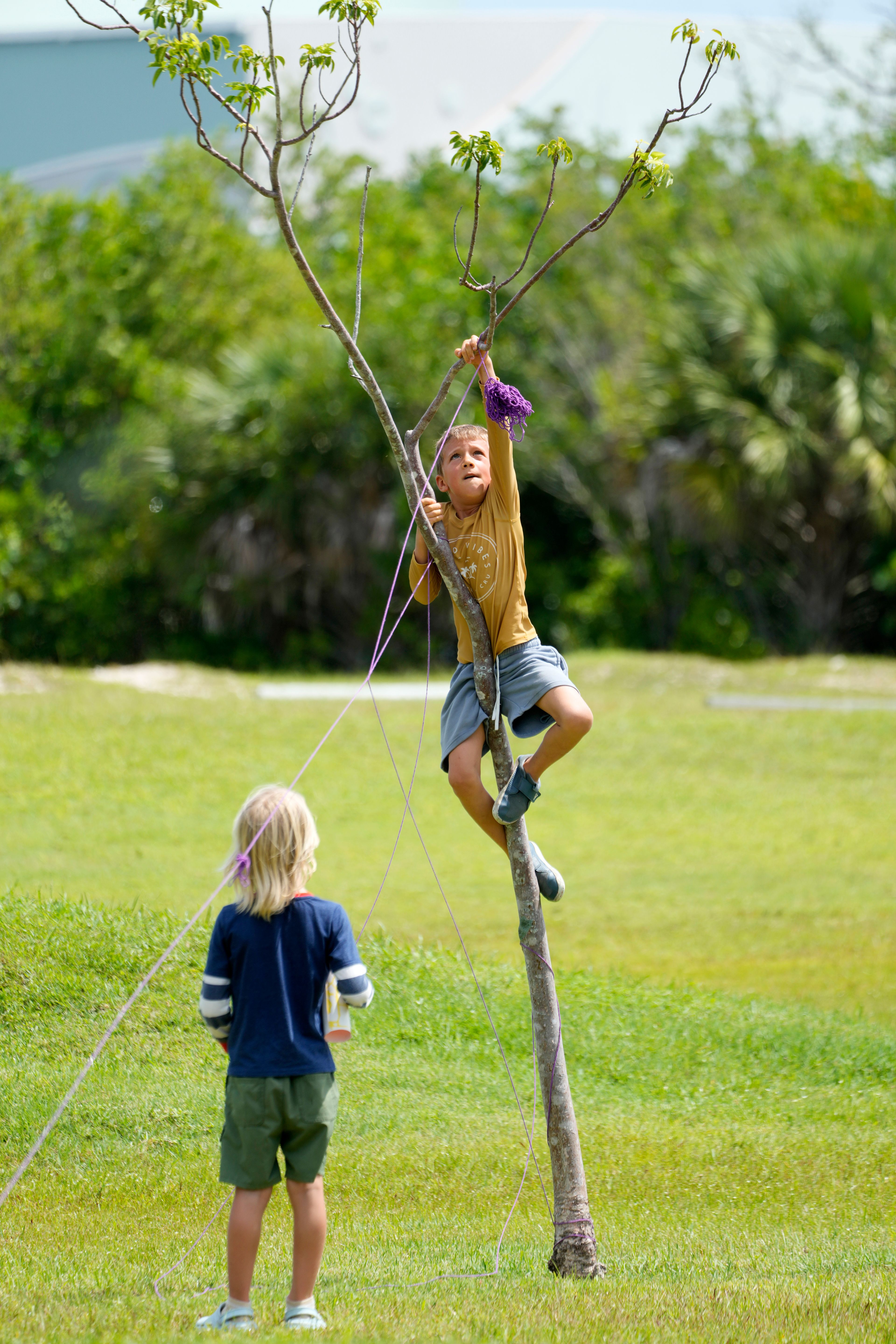 Henry Cedroni, center, 6, climbs a tree as Dylan Wickham, left, 6, looks on as they help put up yarn as demonstrators outline the area a pickleball court would occupy, during a protest against Gov. Ron DeSantis' plan to develop state parks with business ventures such as golf courses, pickleball courts and large hotels, during a demonstration at Oleta River State Park, Tuesday, Aug. 27, 2024, in North Miami Beach, Fla.