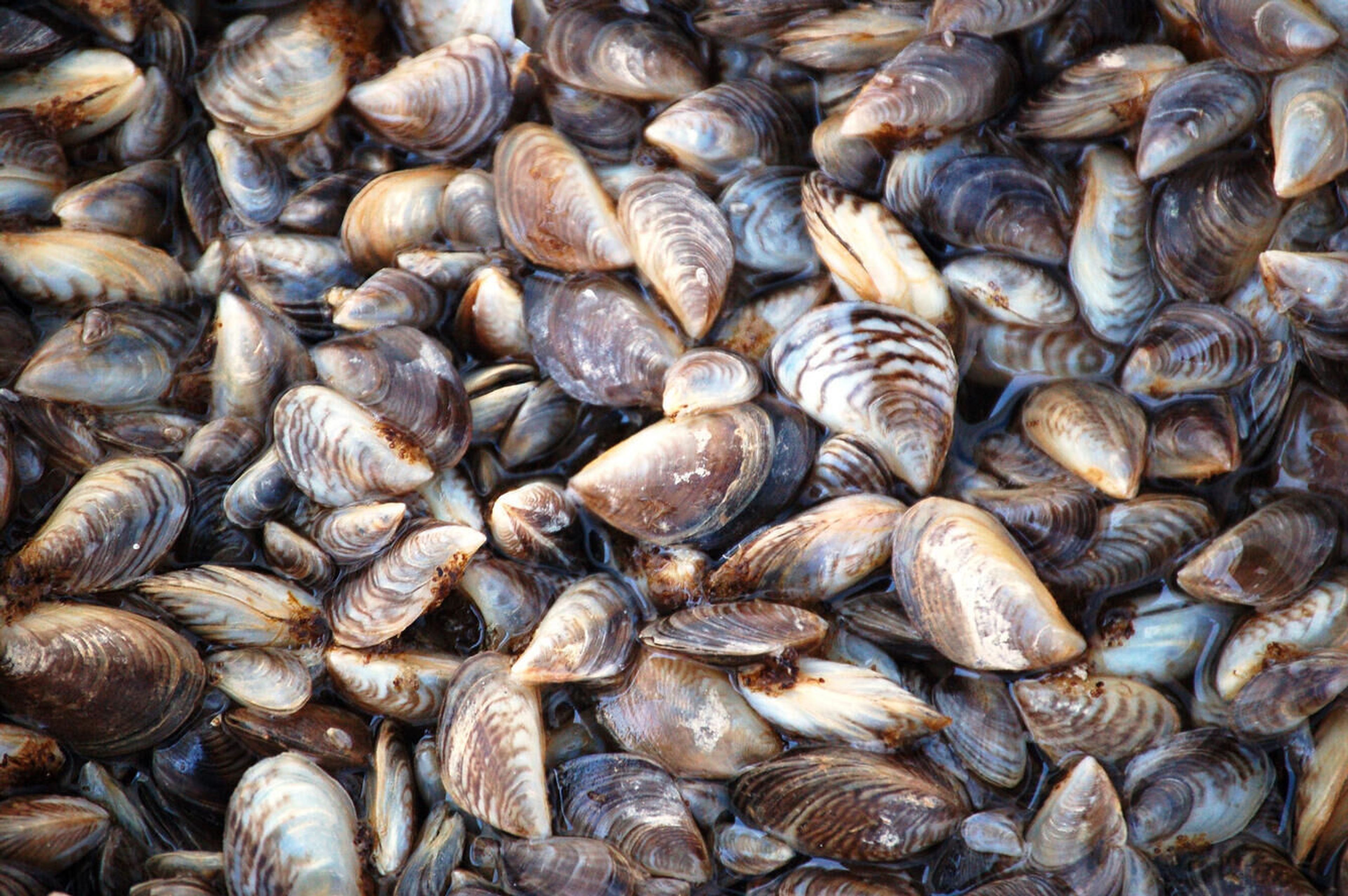 Washington on guard for troublesome mussel found in Idaho last year