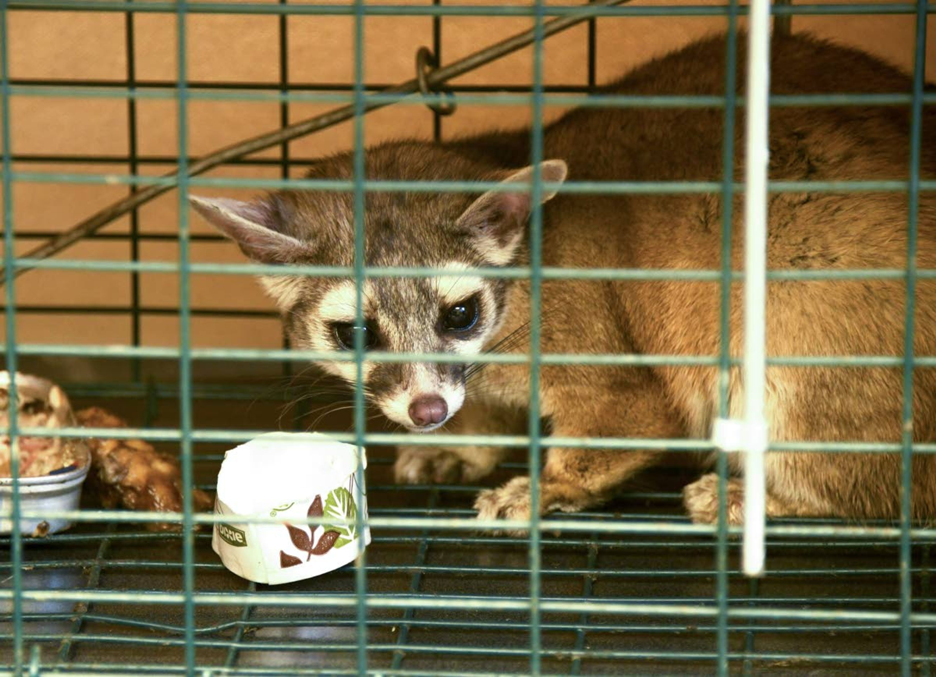 A ringtail looks out from a live-trap prior to being released by Idaho Fish and Game officials. The animal was caught near Twin Falls.