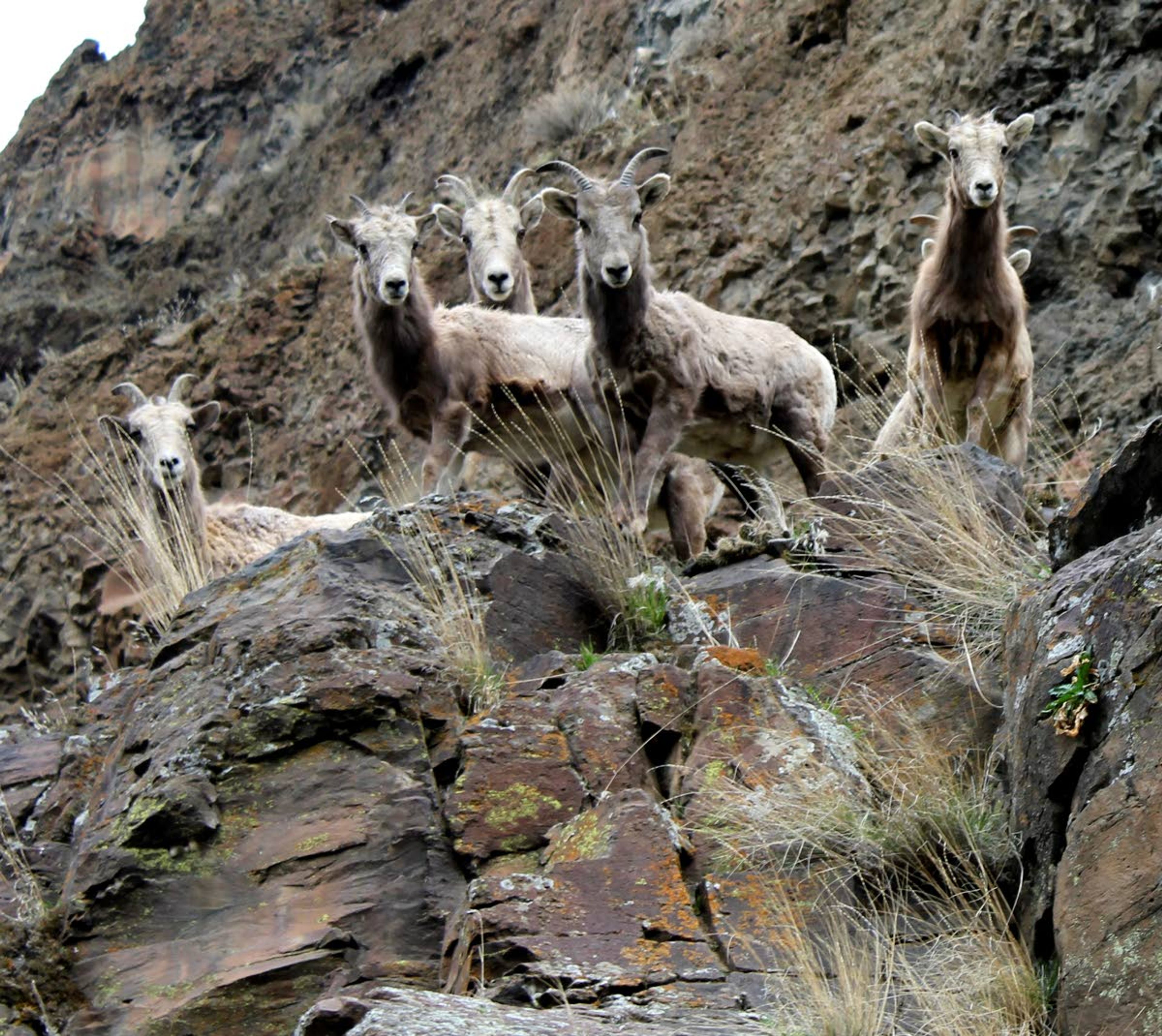 A group of bighorn sheep ewes stand on the edge of cliffs on the Ten Mile Creek Ranch south of Lewiston. The ranch was recently purchased by the Western Rivers Conservancy.