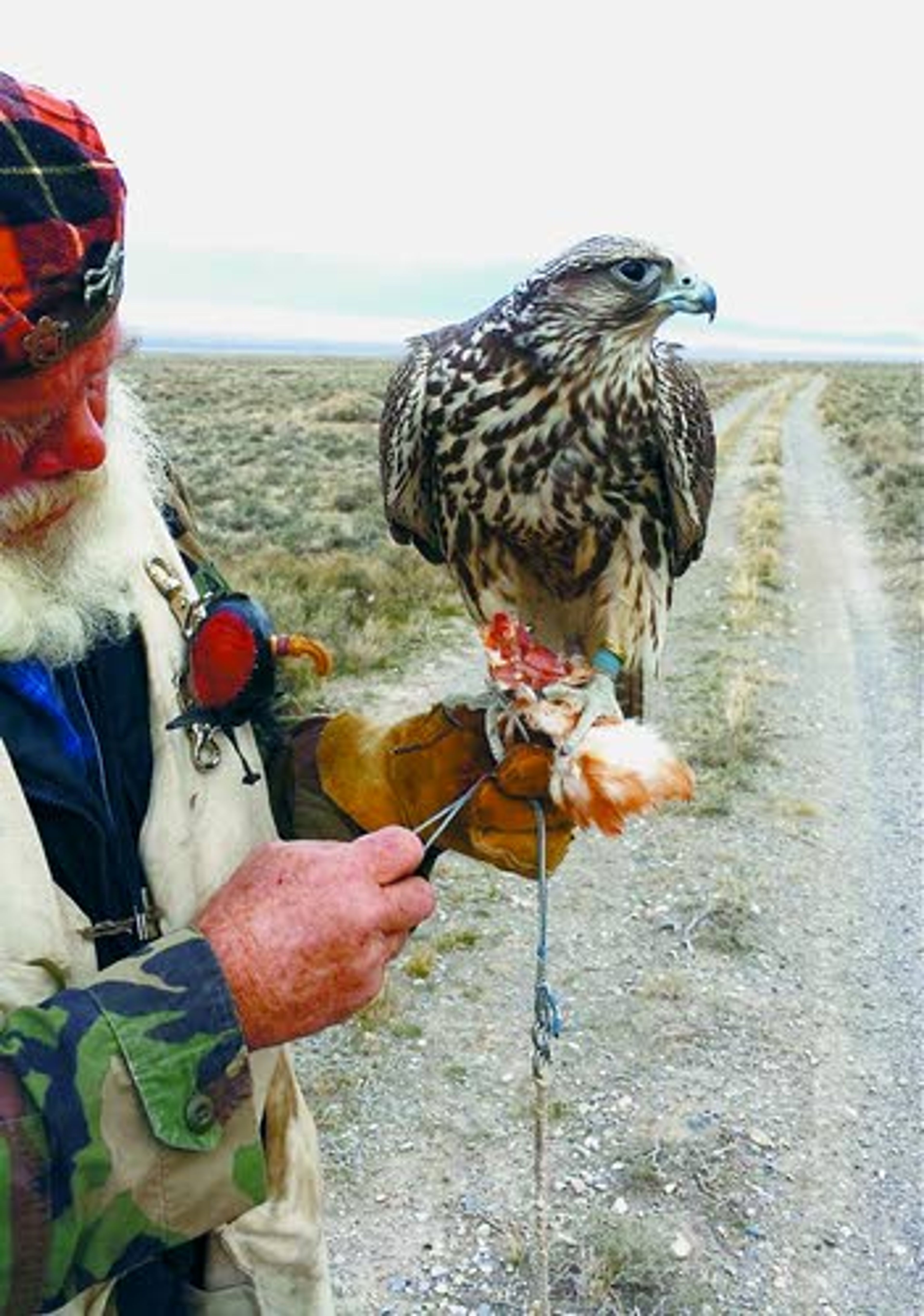 Jack Oar works with a 5-month-old gyrfalcon earlier this year. The bird was shot by poachers Oct. 16.