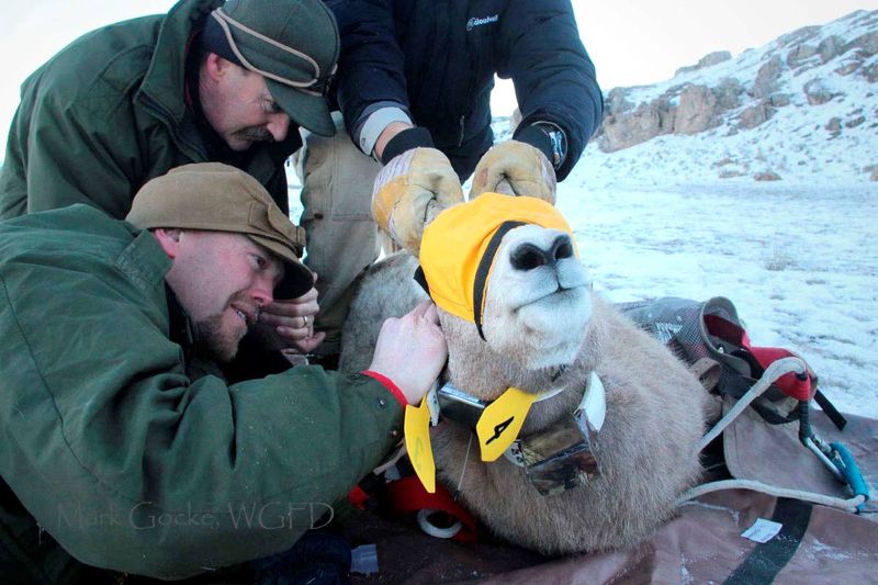 Wyoming sides with federal agency in choosing native bighorns over goa...