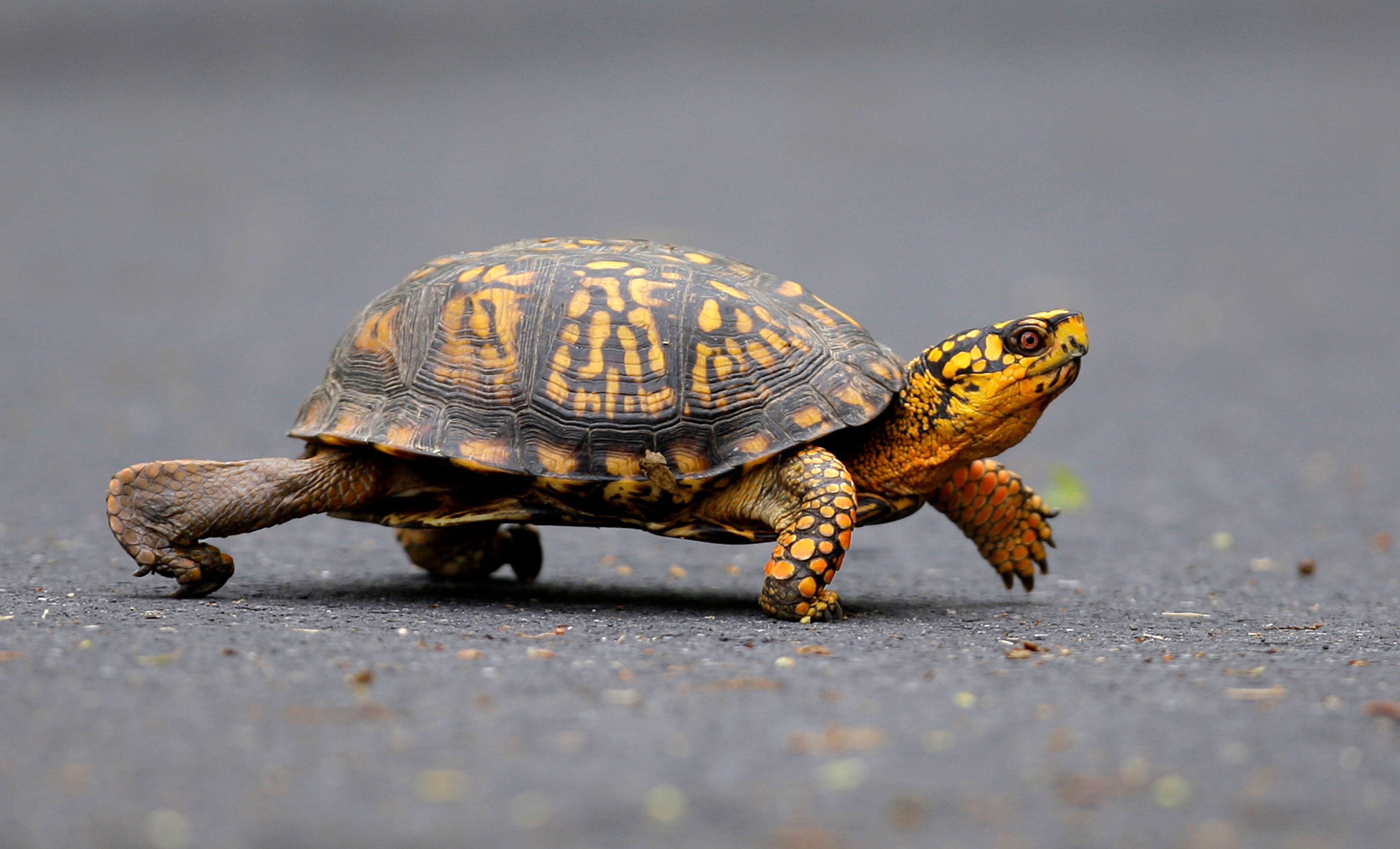 FILE - A male Eastern Box Turtle moves across a path at Wildwood Lake Sanctuary in Harrisburg, Pa., May, 2, 2009. (AP Photo/Carolyn Kaster, File)