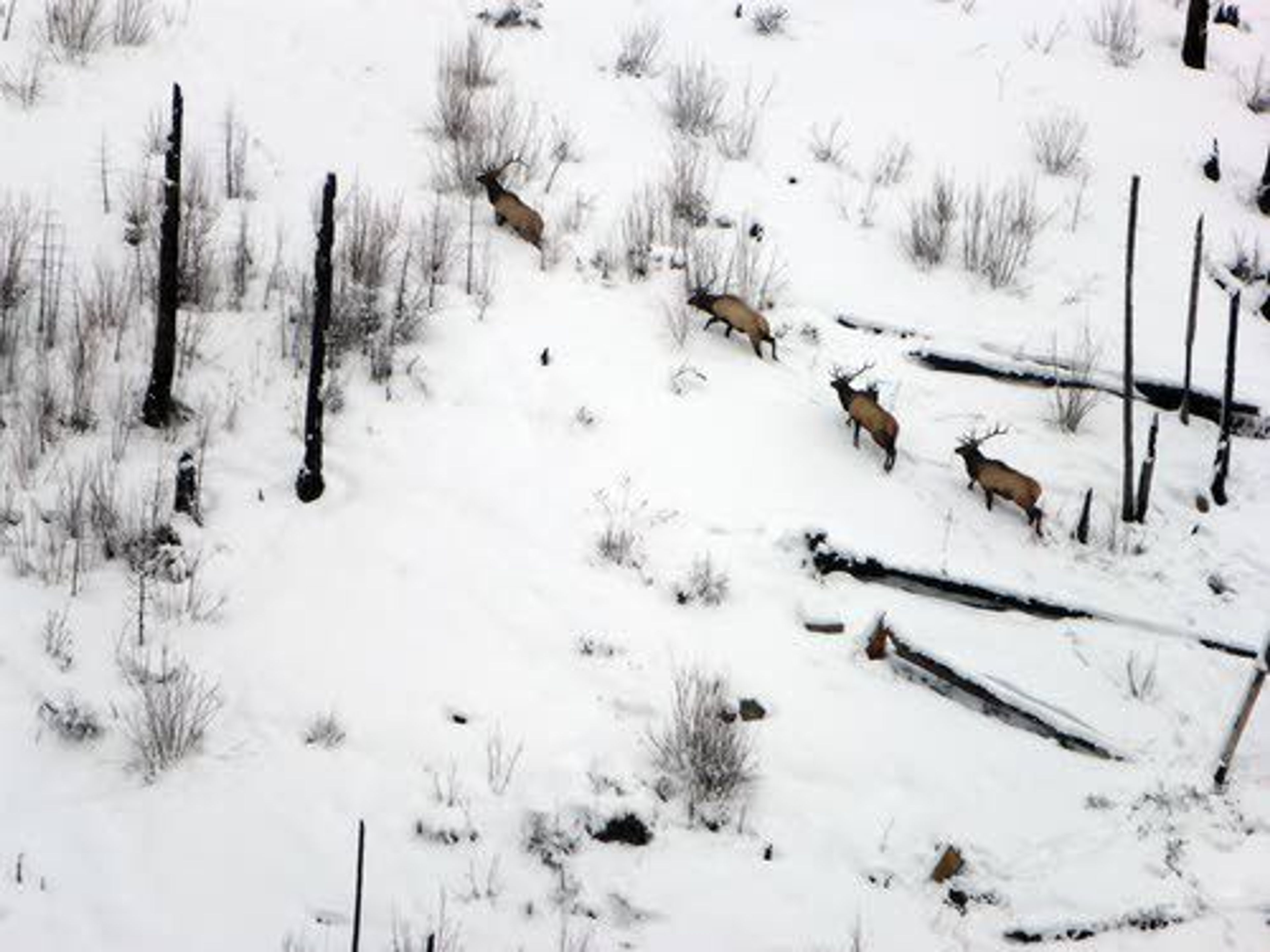 A small group of bull elk makes its way up a slope in Idaho's Lolo Zone. The photo was taken during an elk population survey in the area this winter.