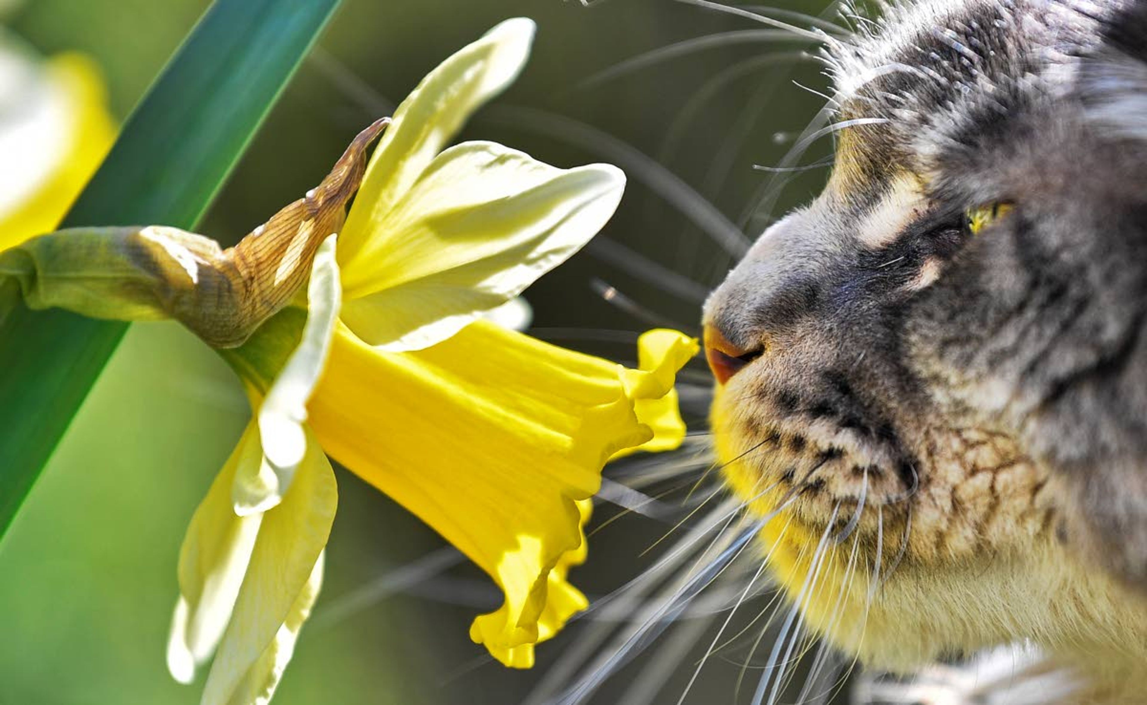 It’s time to spring clean for pets