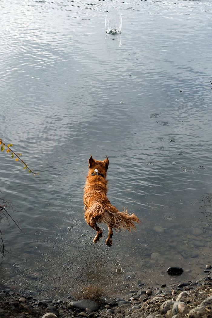 Slide Show It’s a howling good time at the Asotin County Dog Park in
