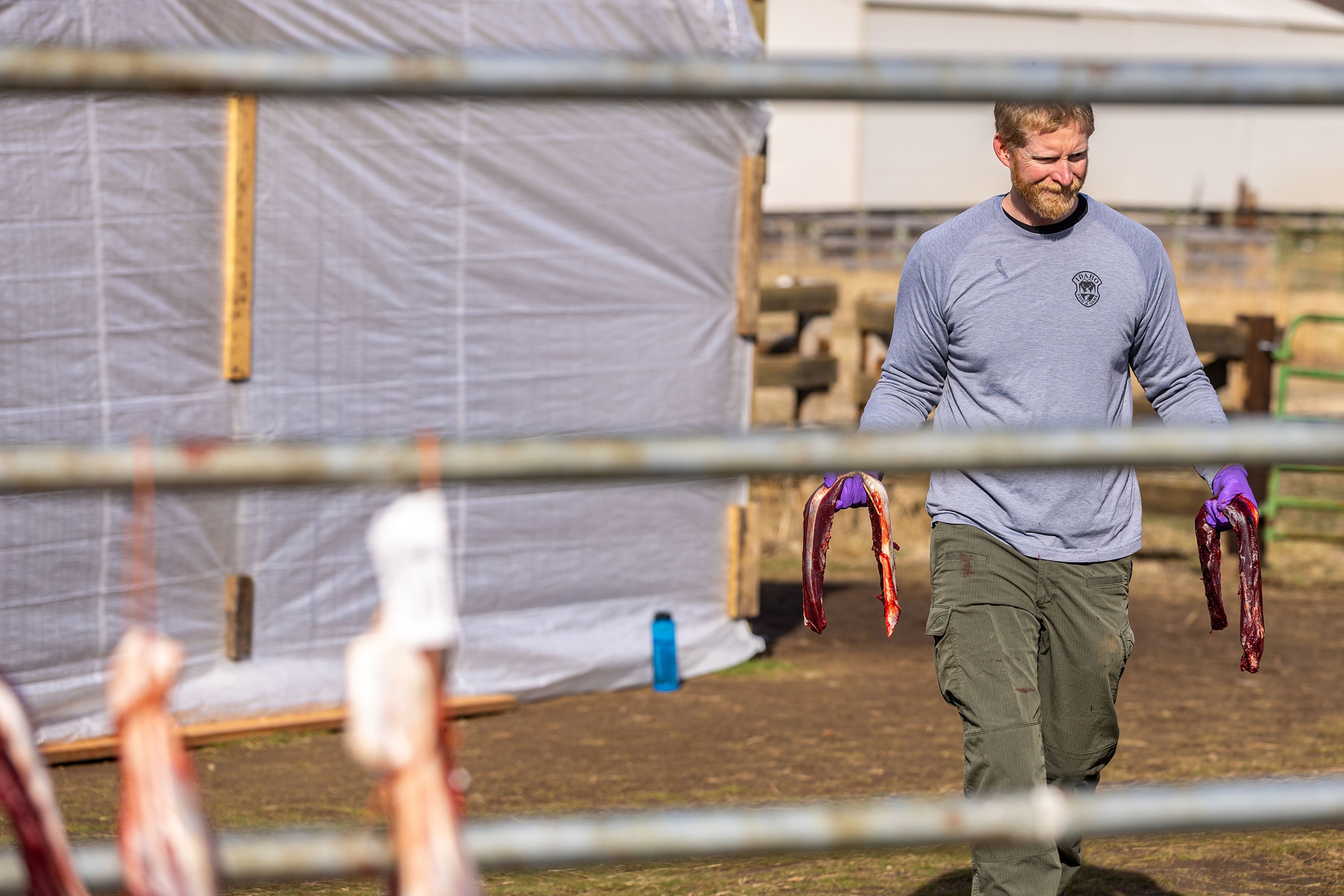 Idaho Fish and Game regional biologist Iver Hull hangs recently butchered deer meat along a fence Monday at the US Slate Creek Ranger Station in White Bird. All the meat from deer that have tasted positive for CWD is disposed of , but any meat from negative tests will be distributed to local food pantries.