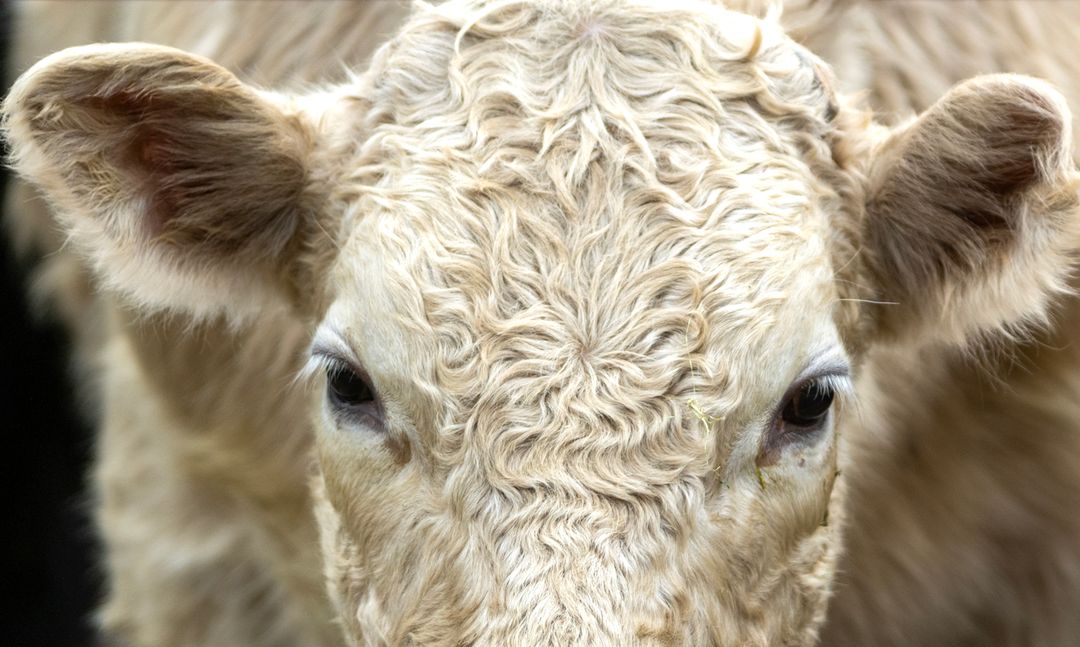BIG PICTURE: Curly hair, don’t care