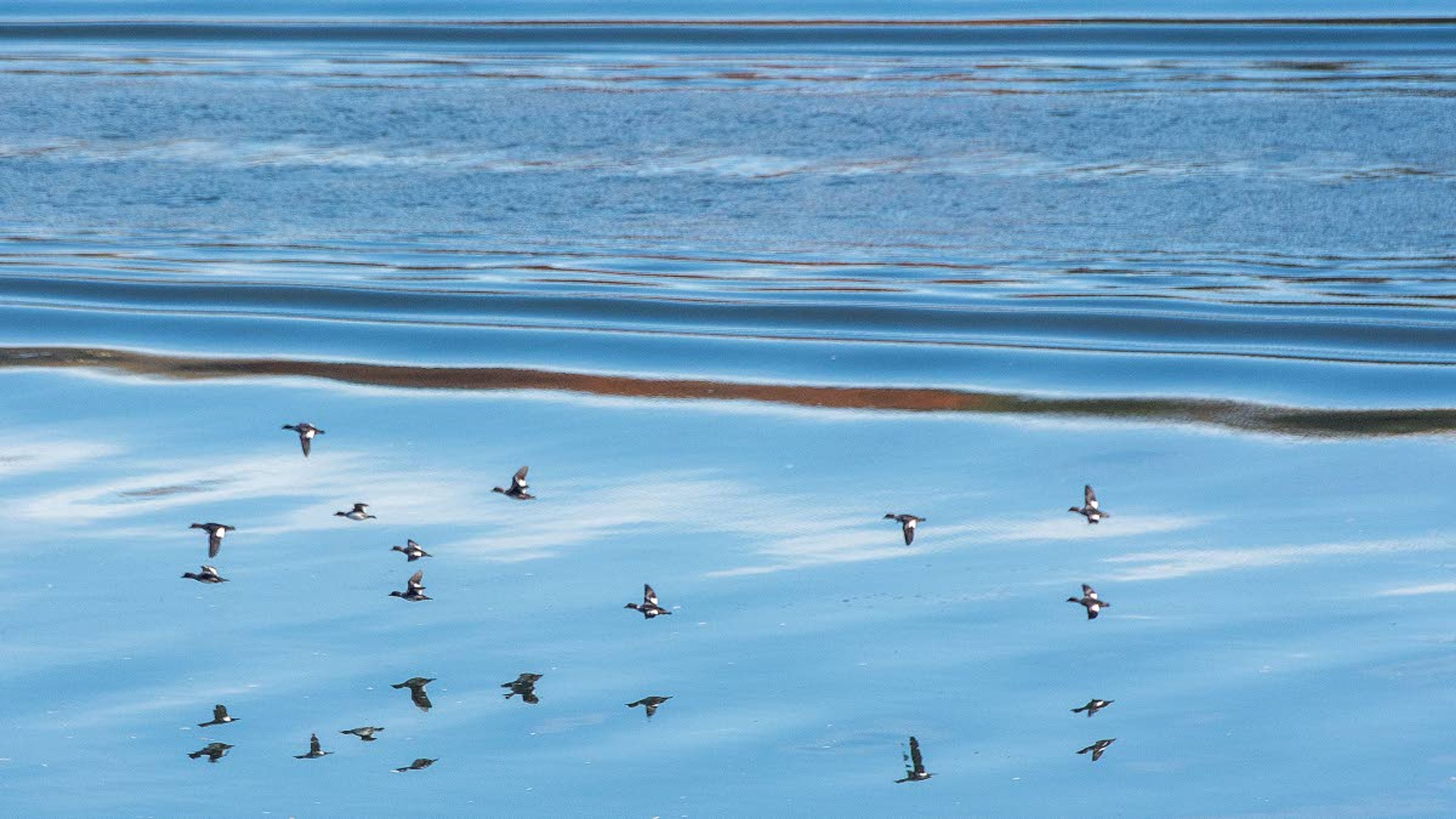 Photo Birds on the Snake River
