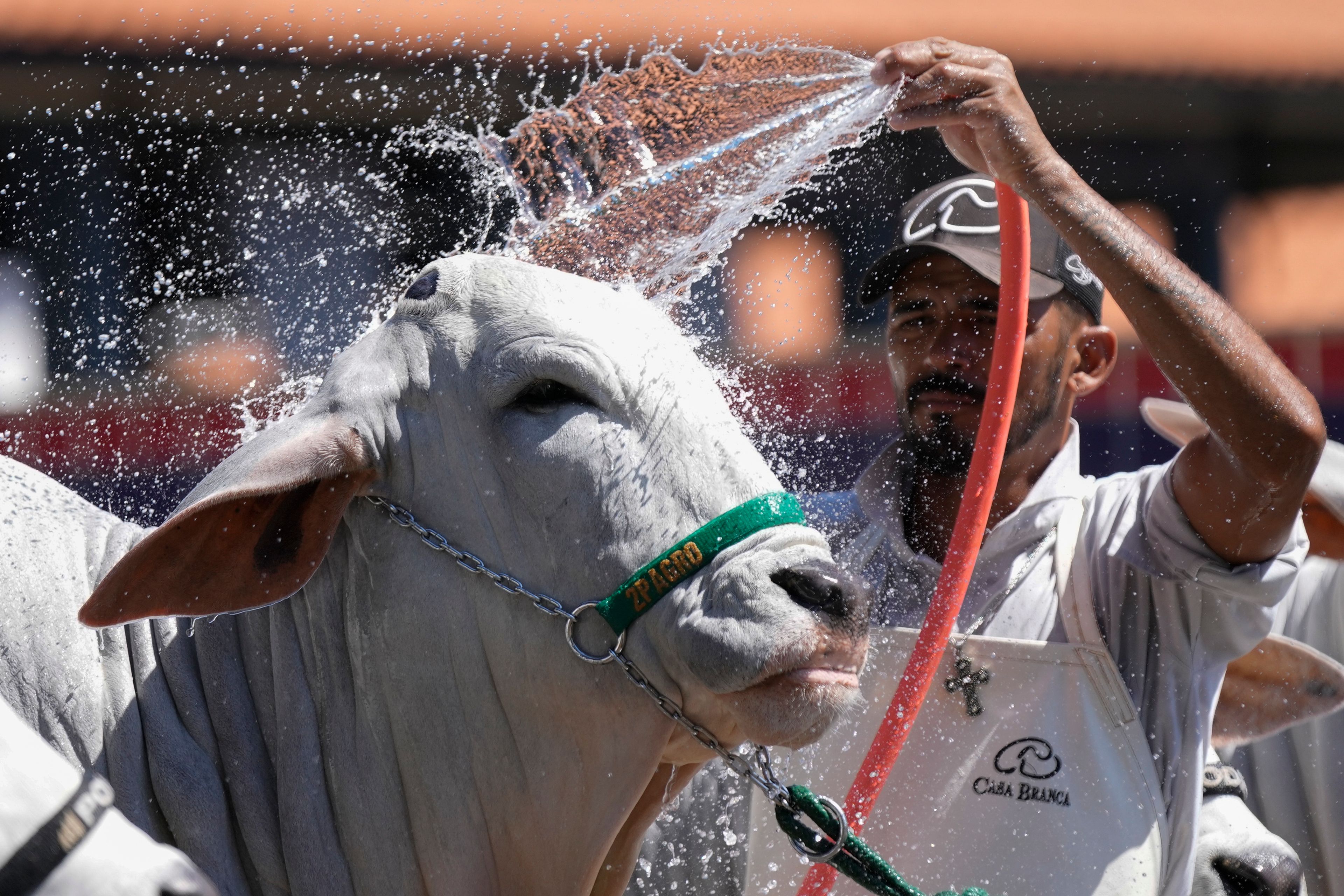 A stockman bathes a Zebu cow during the ExpoZebu fair in Uberaba, Minas Gerais state, Saturday, April 27, 2024. In Brazil, 80% of the cows are Zebus, a subspecies originating in India with a distinctive hump and dewlap, or folds of draping neck skin.