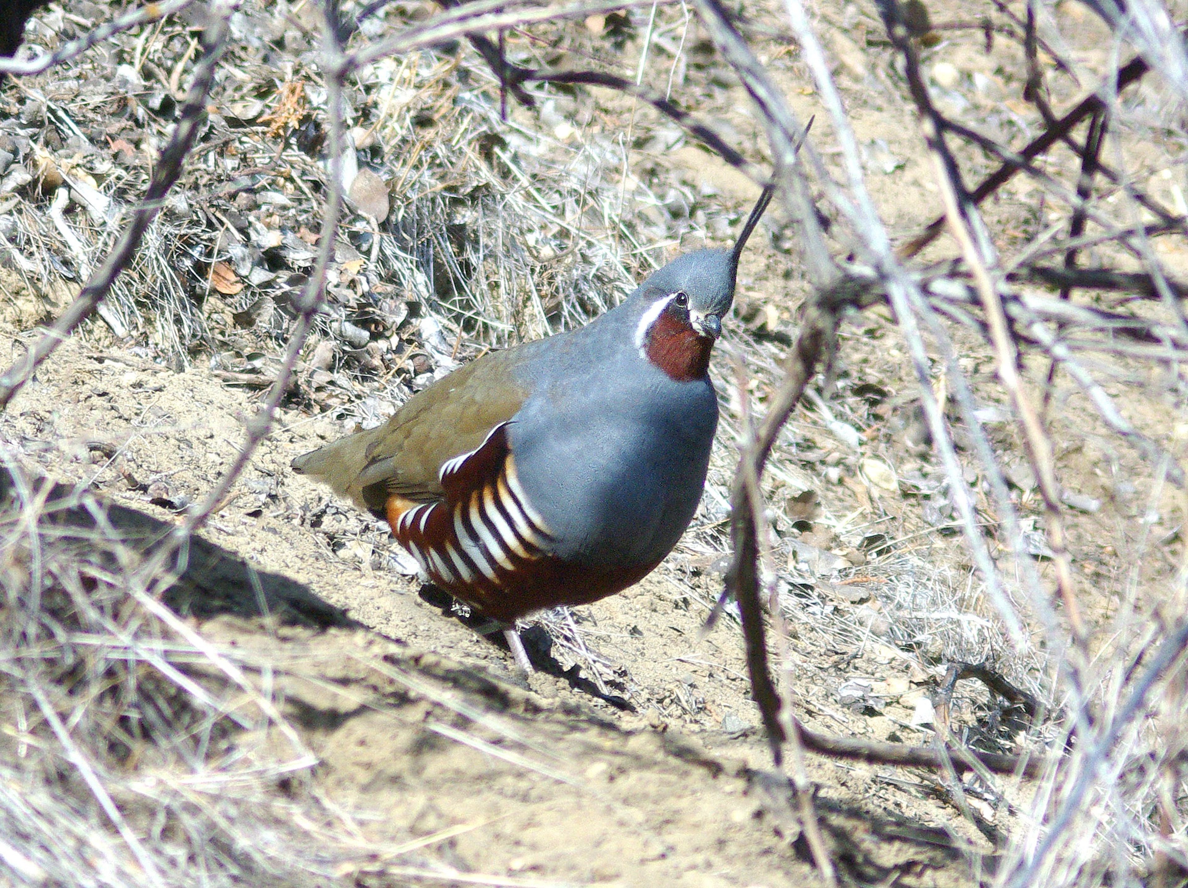 
The Idaho Department of Fish and Game has received an uptick in reports of mountain quail this fall. Unlike valley quail, mountain quail have straight head plumage and wide, white bars on their sides.

