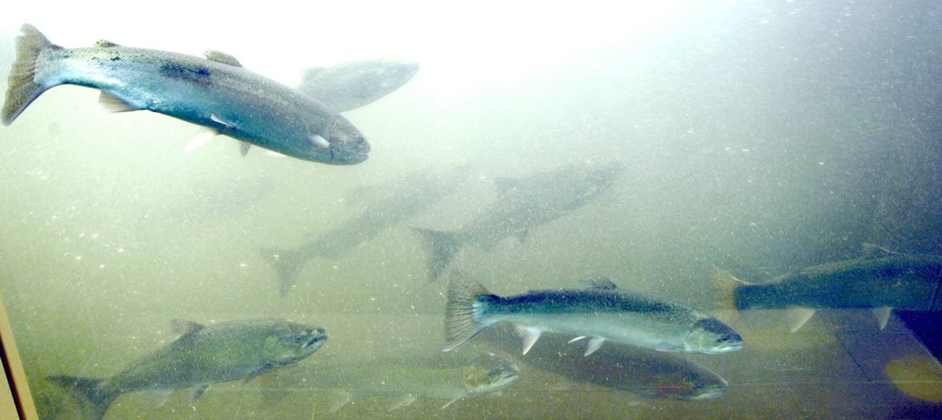 Steelhead and salmon are seen making their way up the Snake River through the viewing window at Lower Granite Dam.