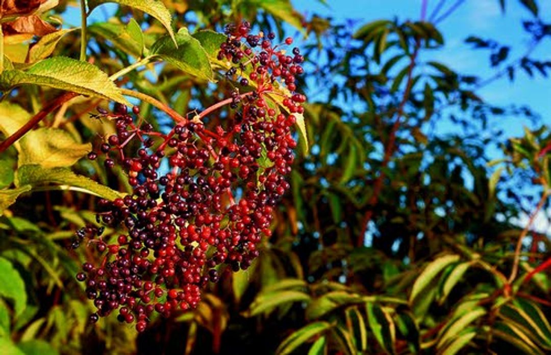 Snack of wild berries sickens Lewiston man