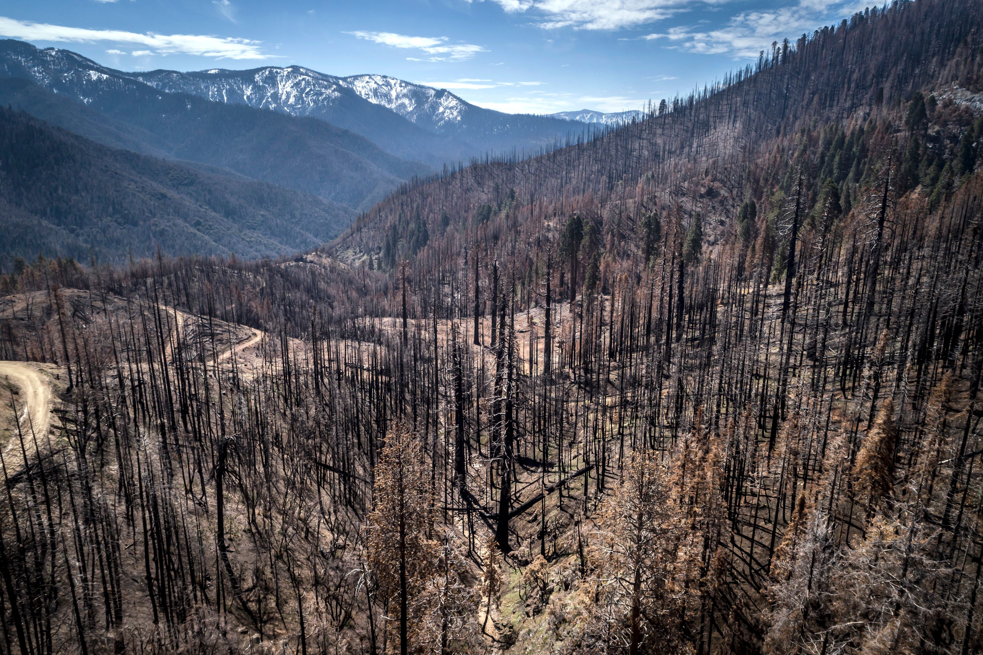 A burned hillside where crews are planting seedlings is shown in April near Springville, Calif.