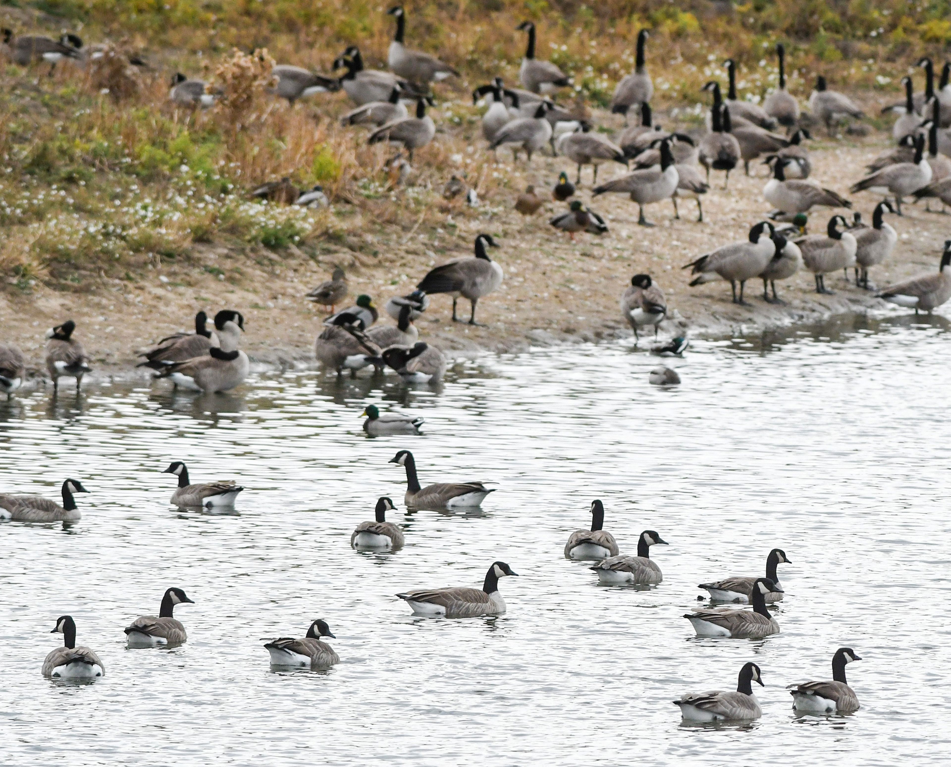 Goose gathering