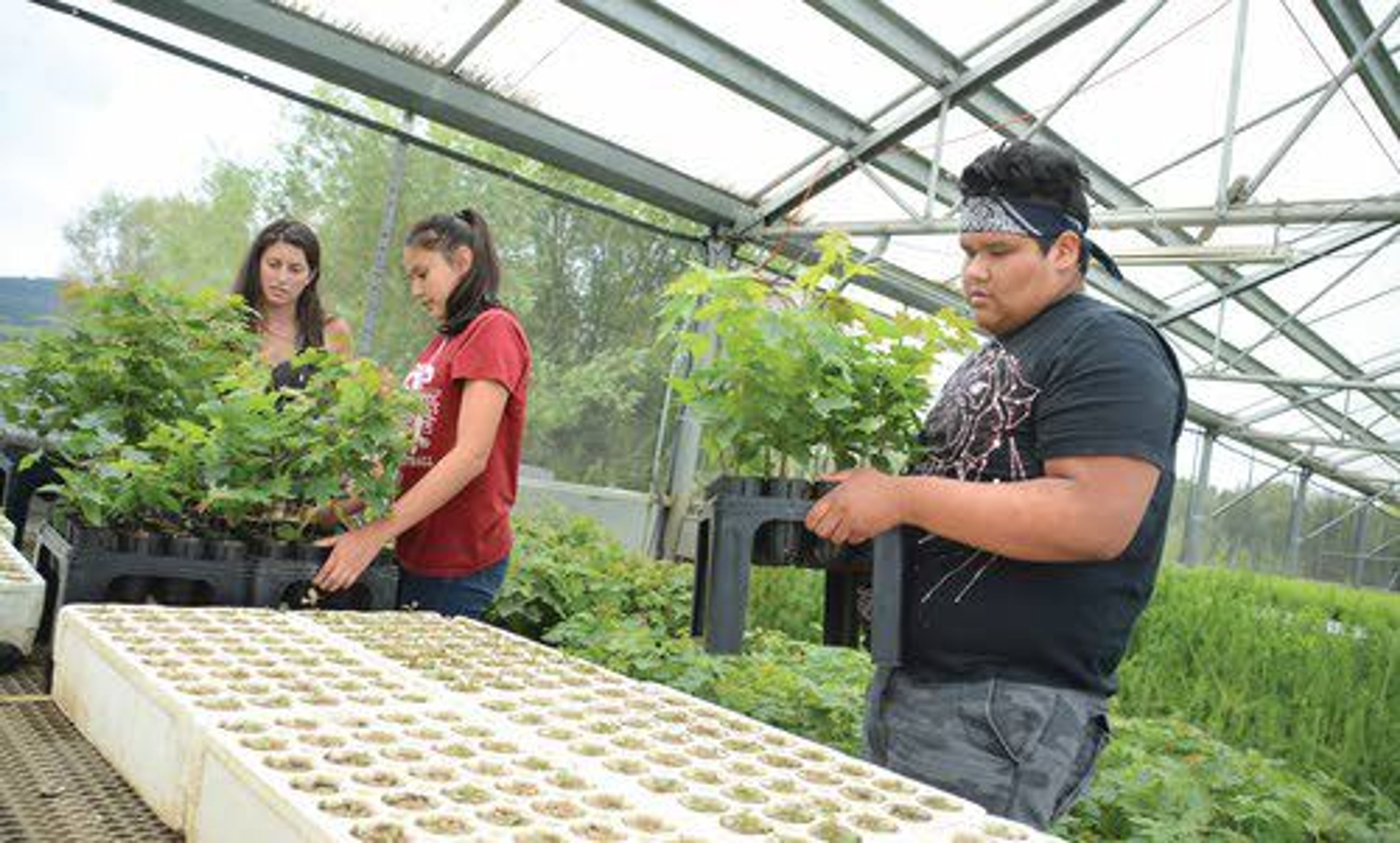 Greenhouse technician Jillian Greene (left) shows Cloud Williams and Diamond Howard how to handle silver maples at the Pitkin Forest Nursery.