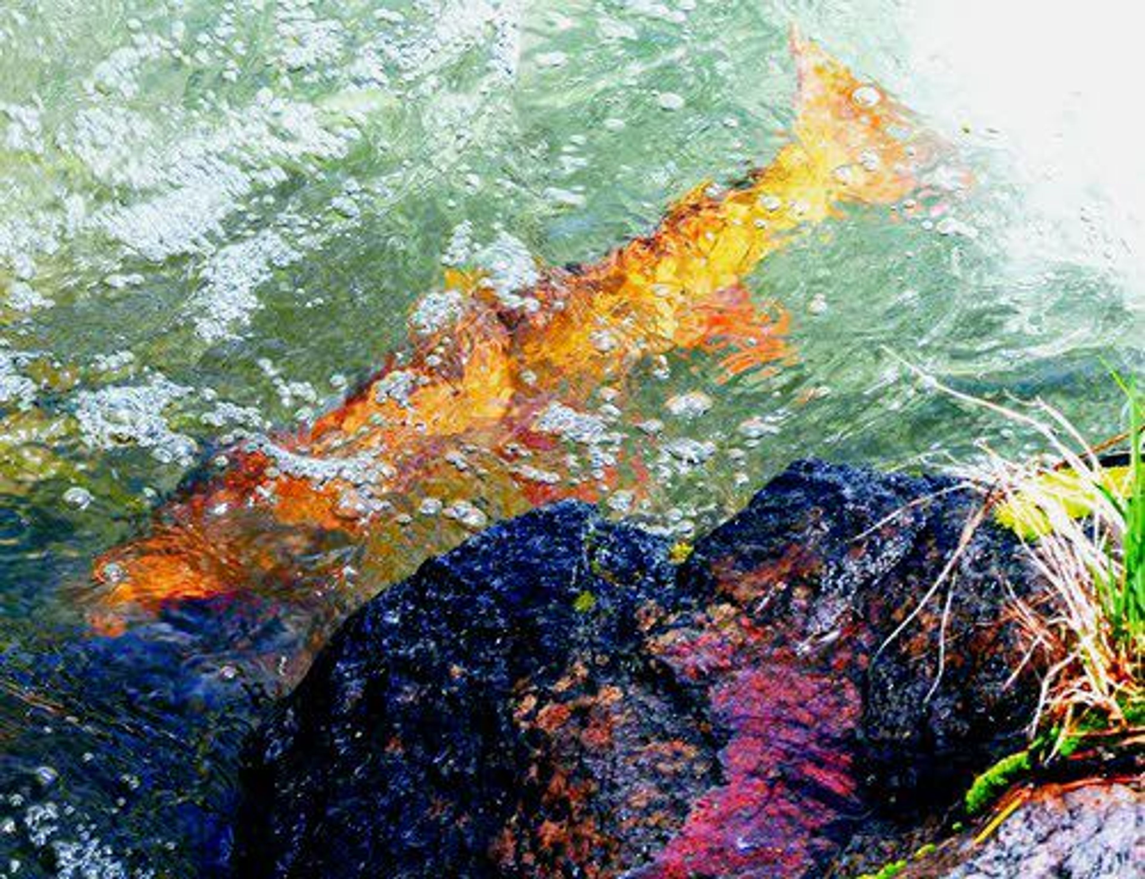 An 18-inch cutthroat trout floats at the edge of LeHardy Rapids on the Yellowstone River in Yellowstone National Park in June. The fish were jumping the falls to swim upriver and spawn.