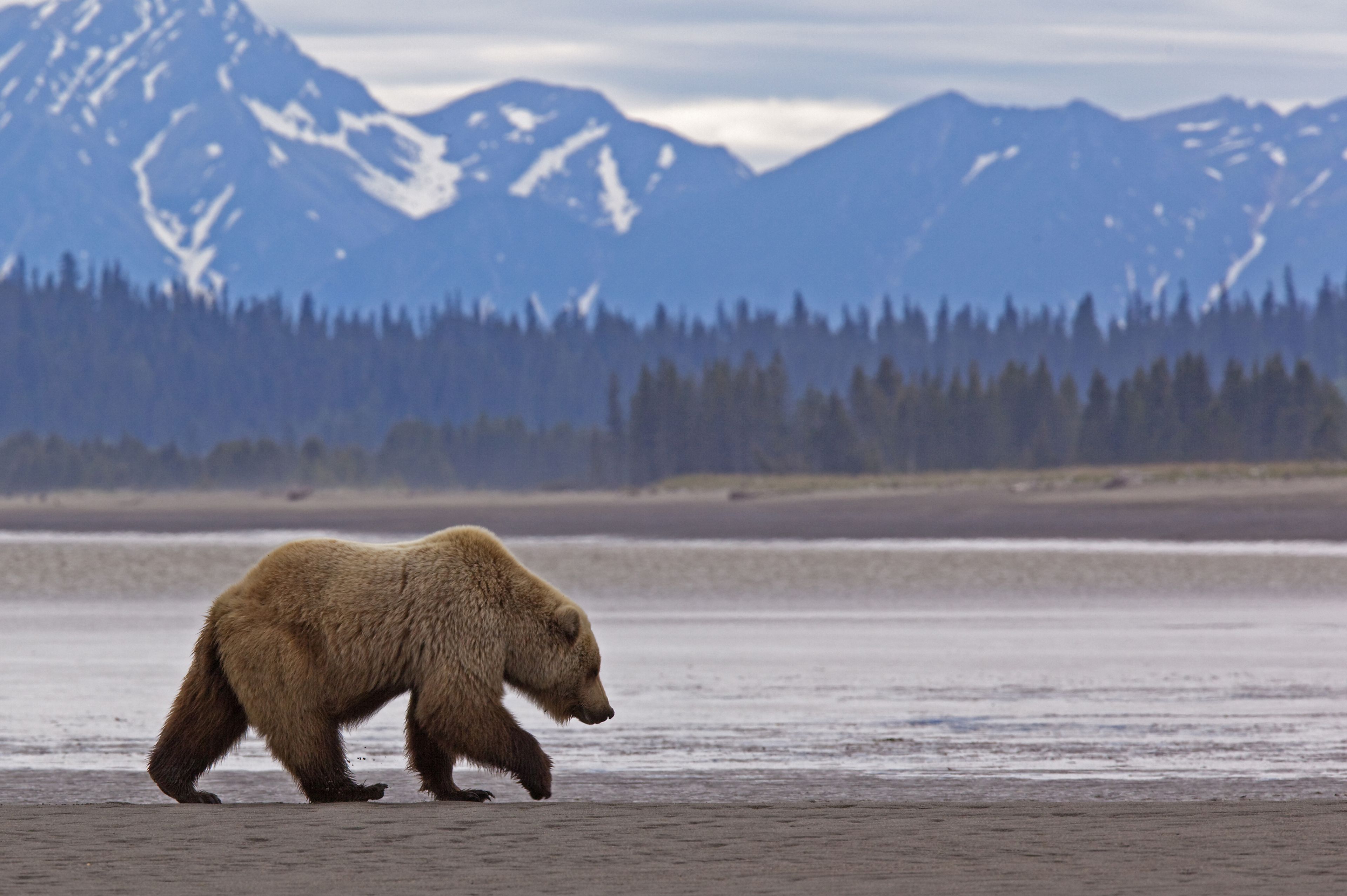 Alaska set to seek legal authority to shoot bears in southwestern caribou range