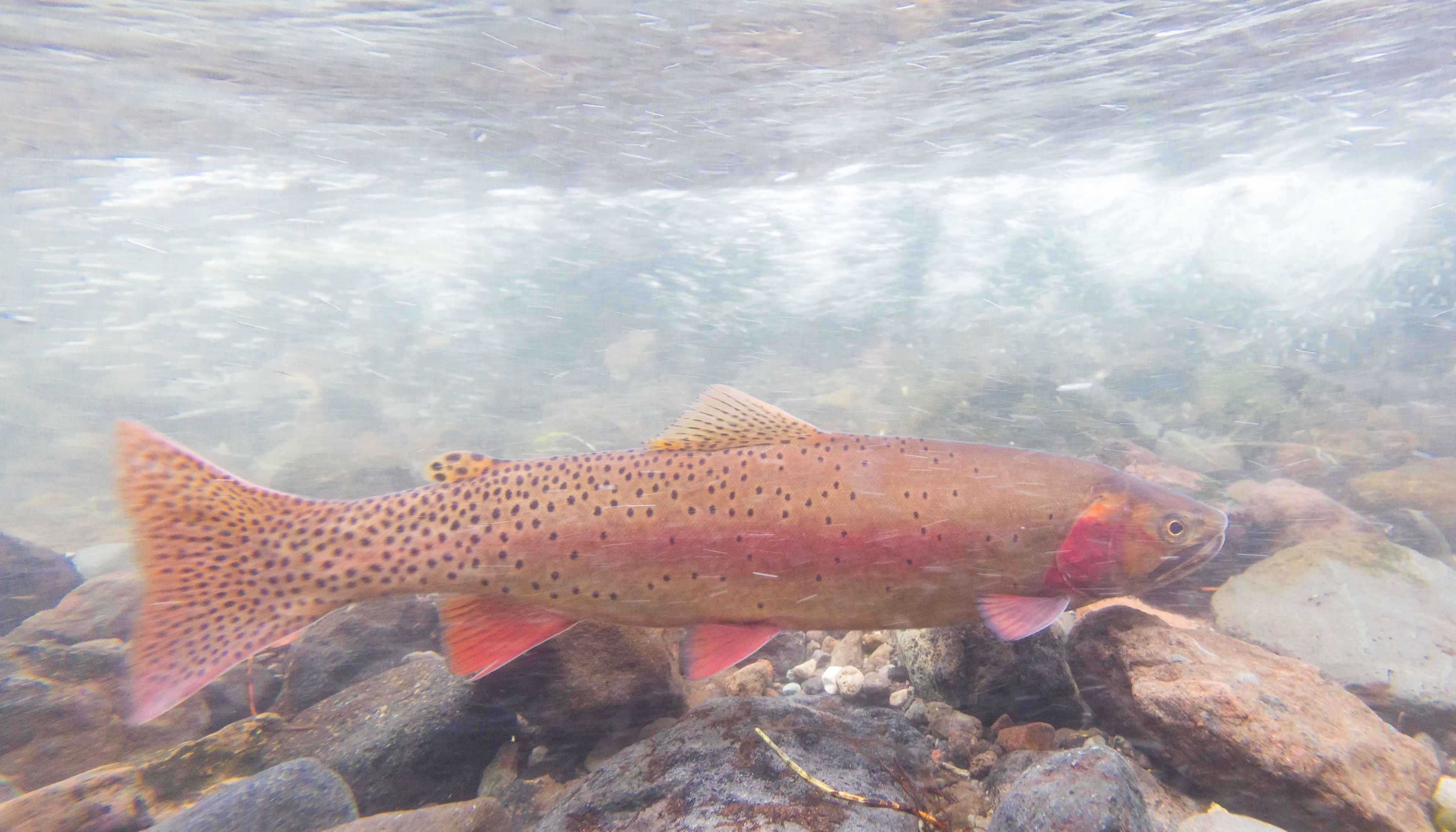 Yellowstone cutthroat trout are native to the park. The National Park Service has been working to restore the fish in Yellowstone Lake by removing invasive lake trout.